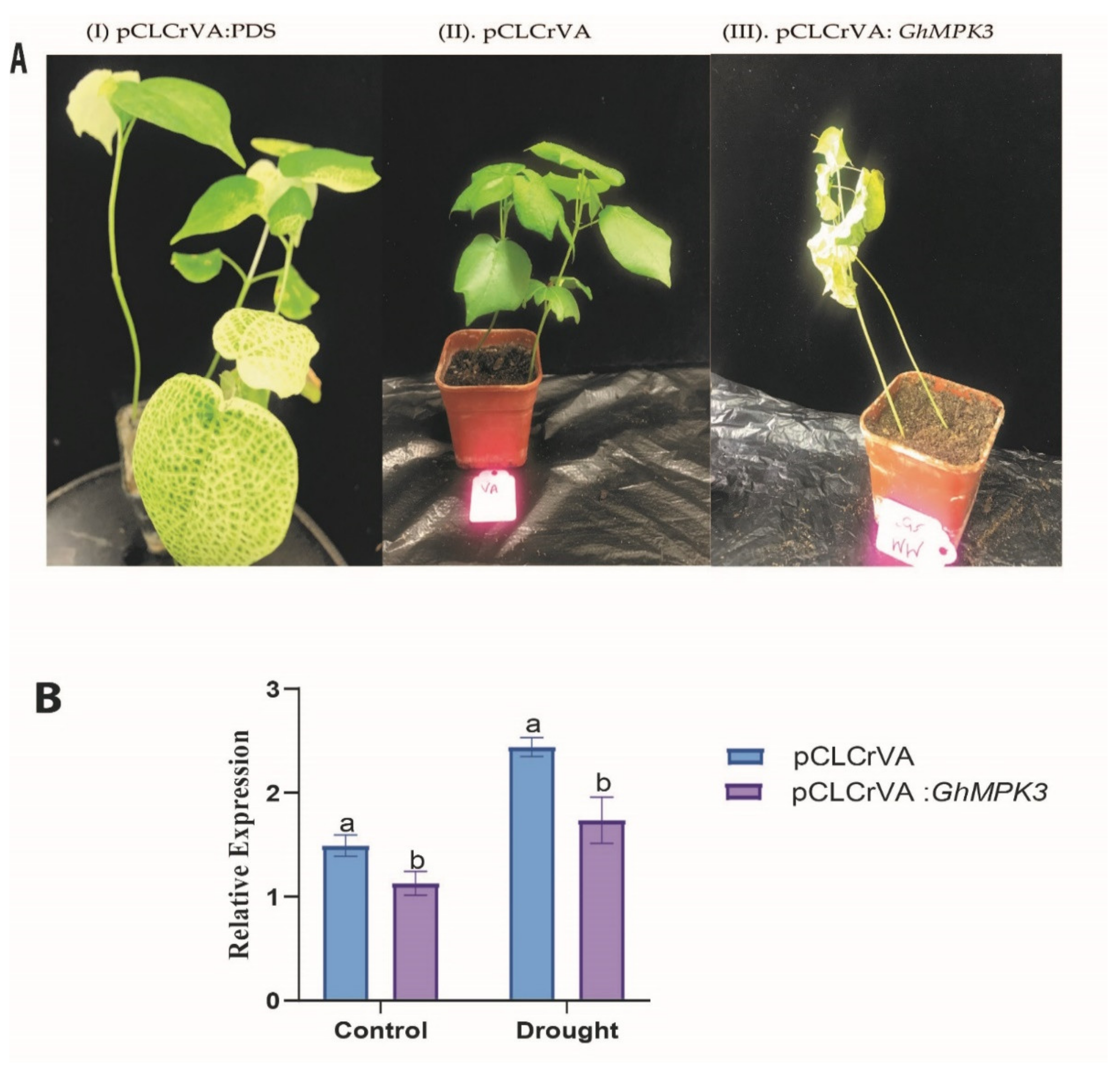 Agronomy 11 01049 g008