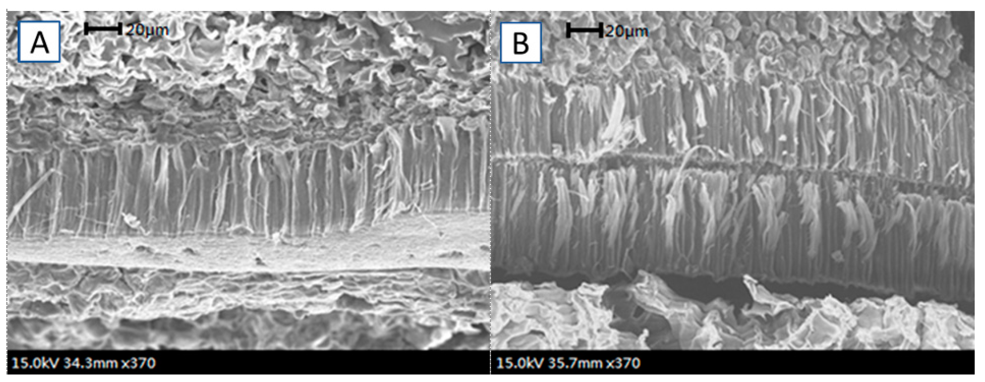Agronomy 11 01093 g002