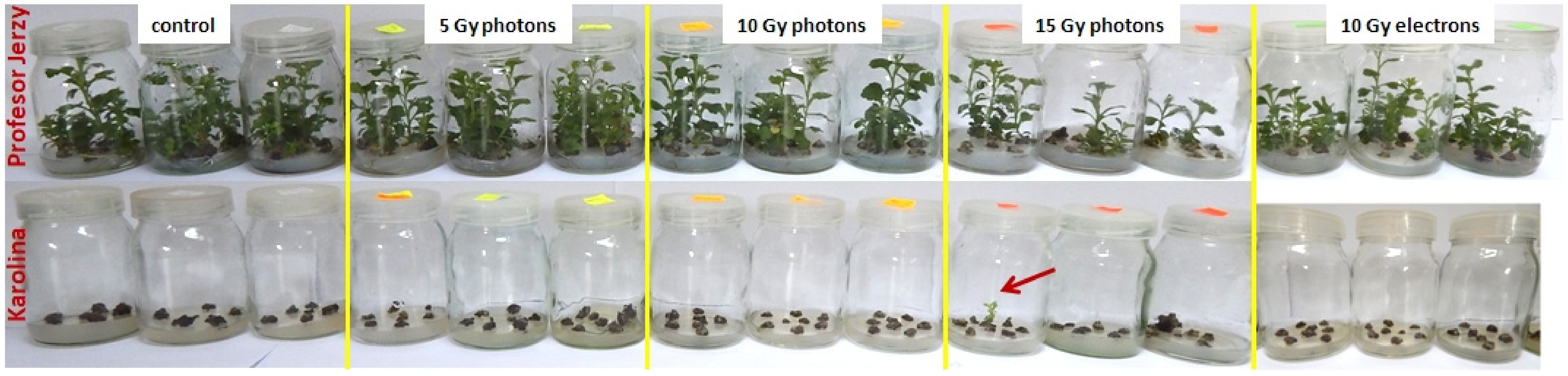 Agronomy 11 01111 g004