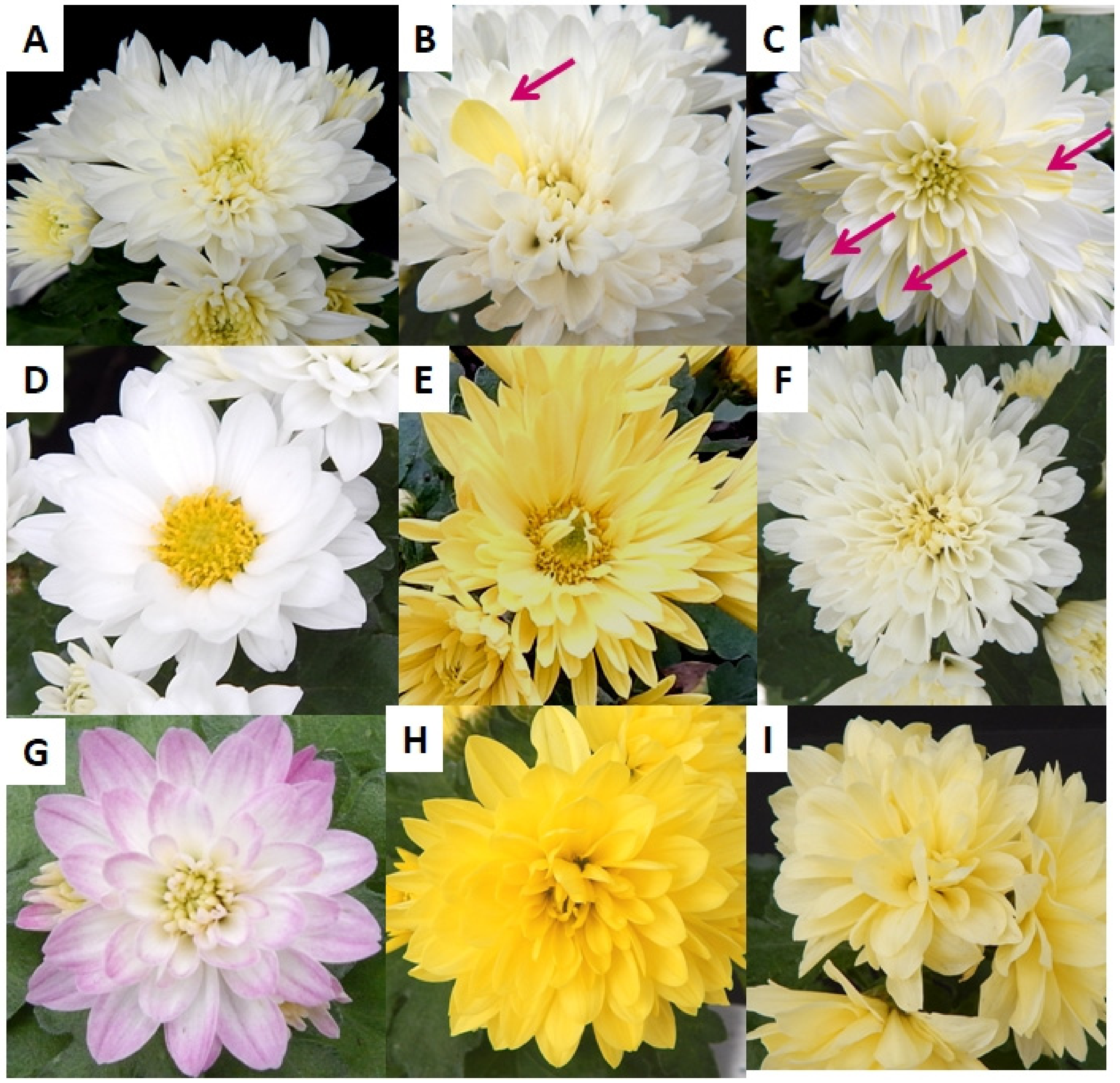 Agronomy 11 01111 g009