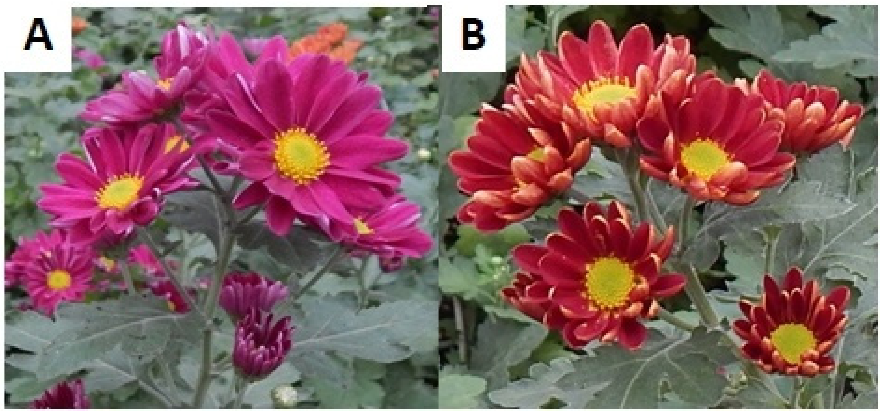 Agronomy 11 01111 g011