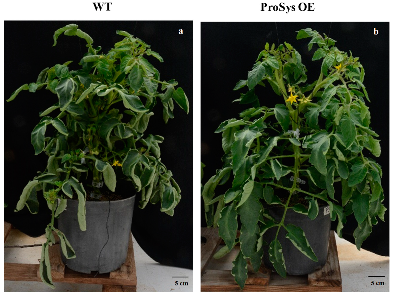 Agronomy Free Full Text Development and Yield Traits Indicate