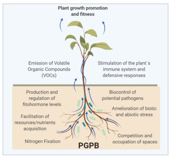 Agronomy Free Full Text Plant Growth Promoting Bacteria As Bioinoculants Attributes And 7189