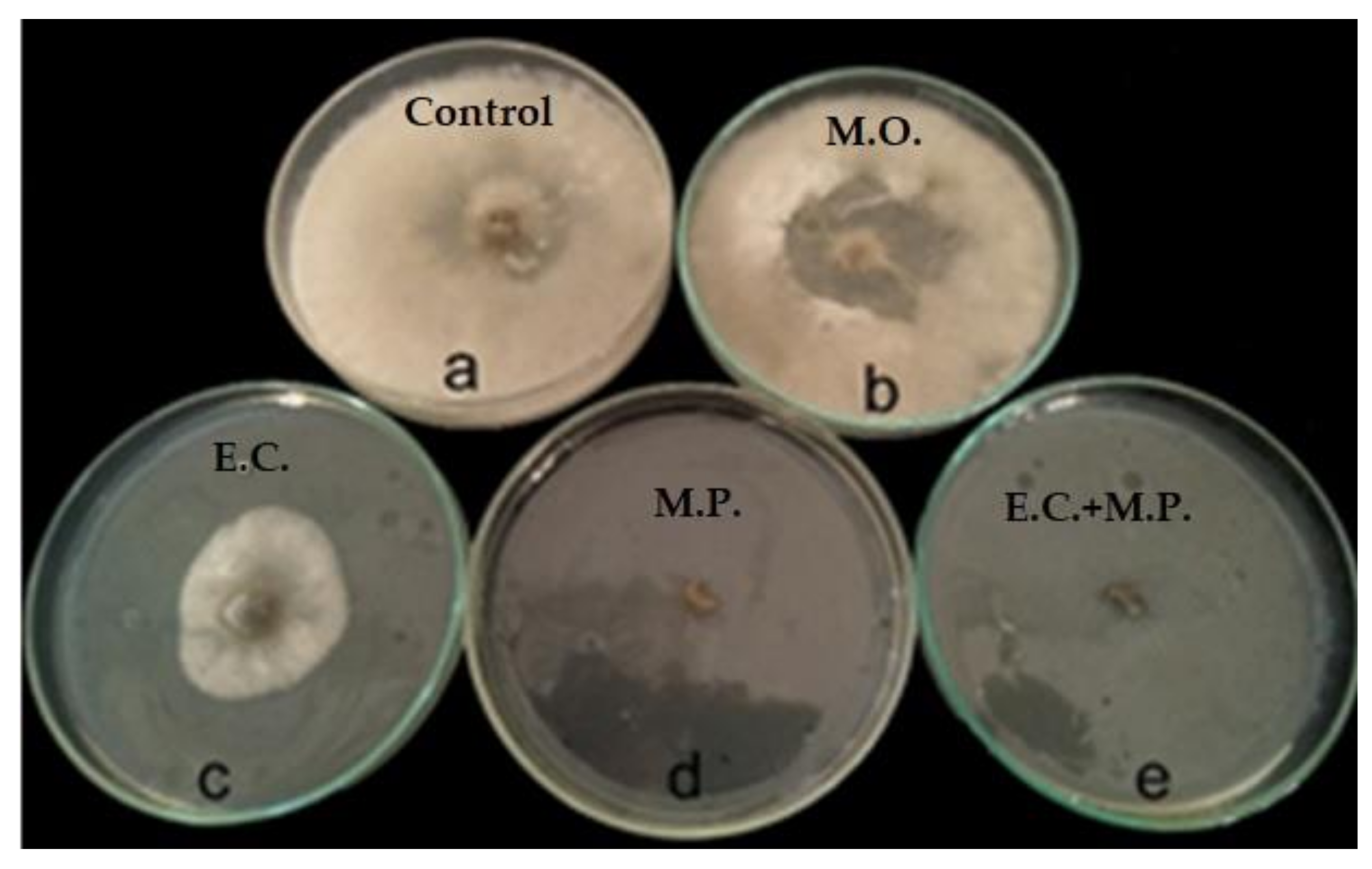 Agronomy Free Full Text Post Harvest Enhancing And Botrytis Cinerea Control Of Strawberry Fruits Using Low Cost And Eco Friendly Natural Oils Html