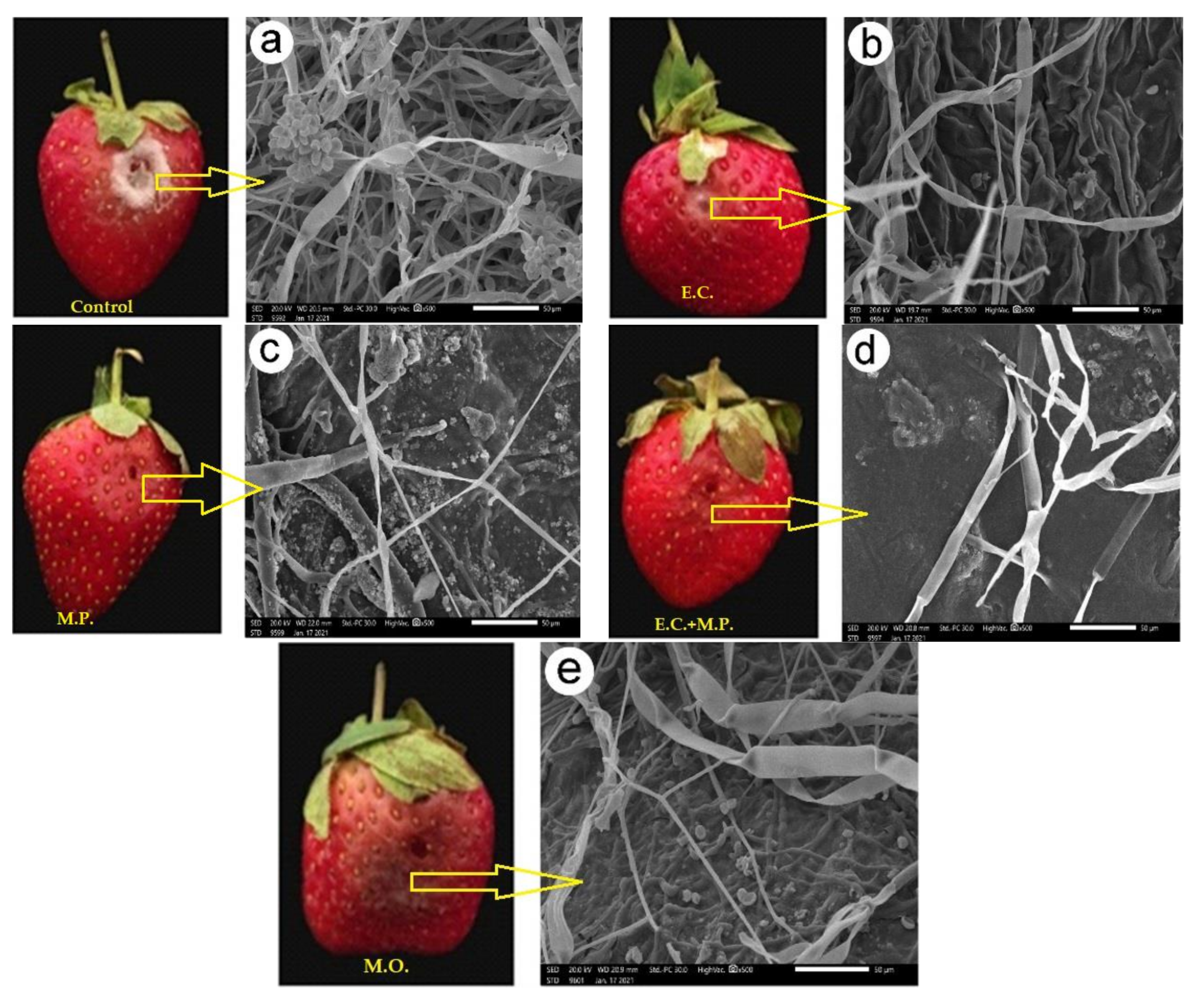 Agronomy Free Full Text Post Harvest Enhancing And Botrytis Cinerea Control Of Strawberry Fruits Using Low Cost And Eco Friendly Natural Oils Html