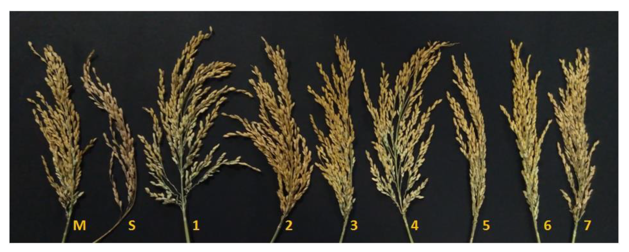 Agronomy 11 01263 g010