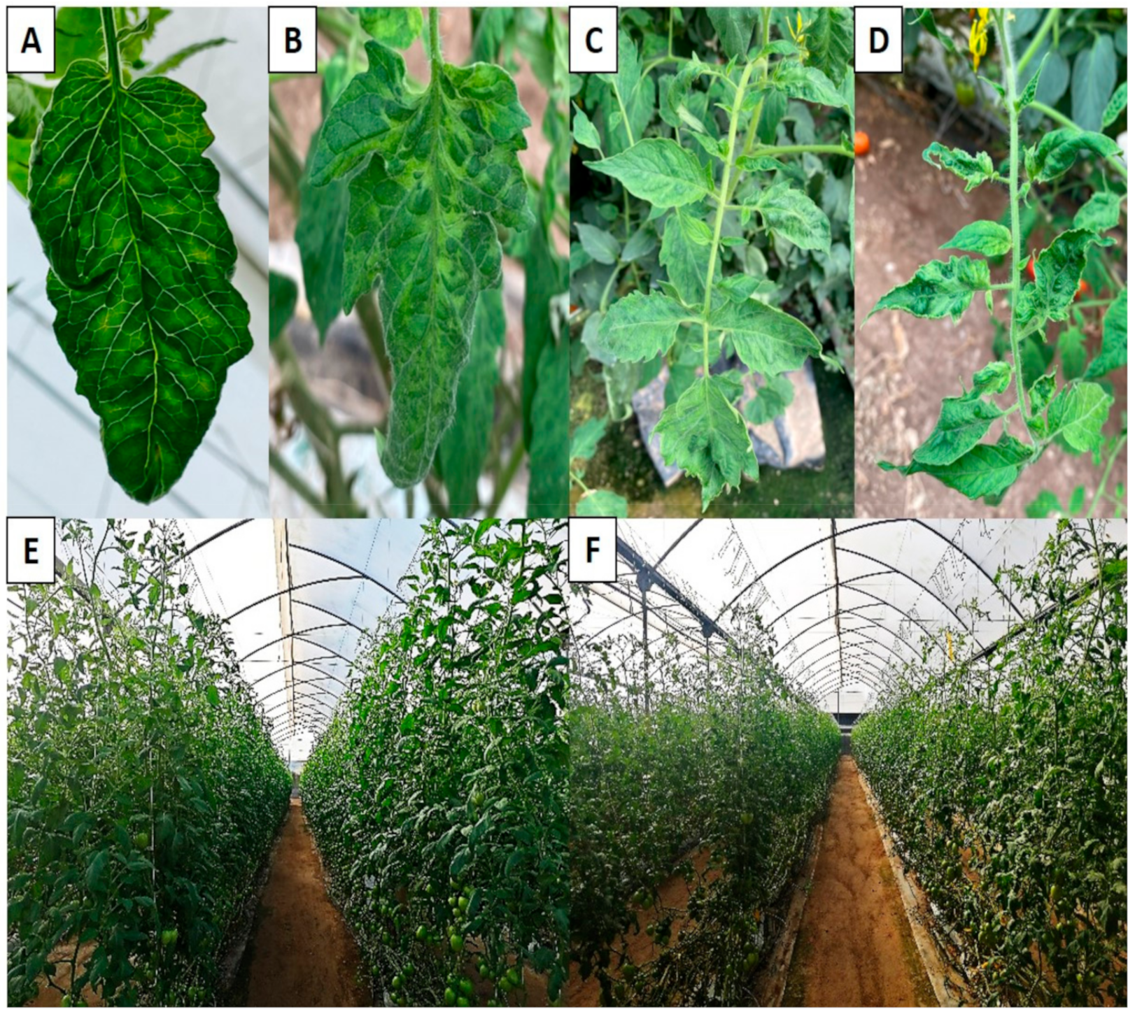 Agronomy 11 01268 g001 Agronomy 11 01268 g001