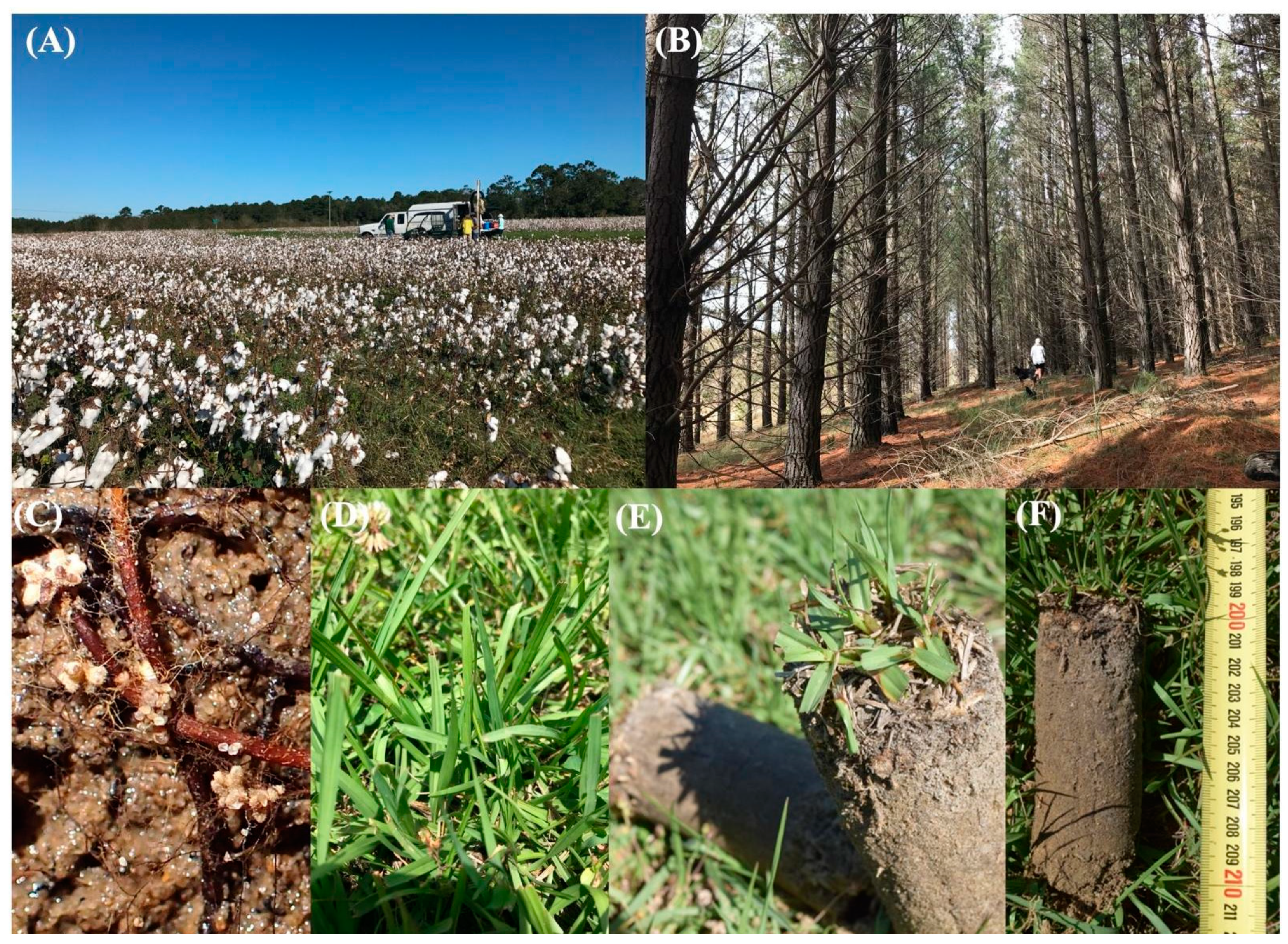 Agronomy 11 01274 g001