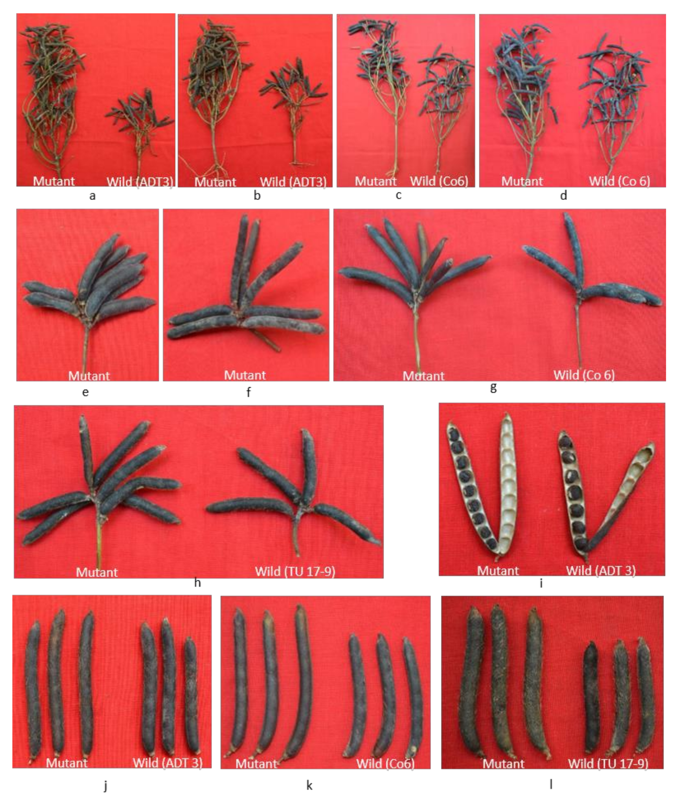 Agronomy 11 01287 g003