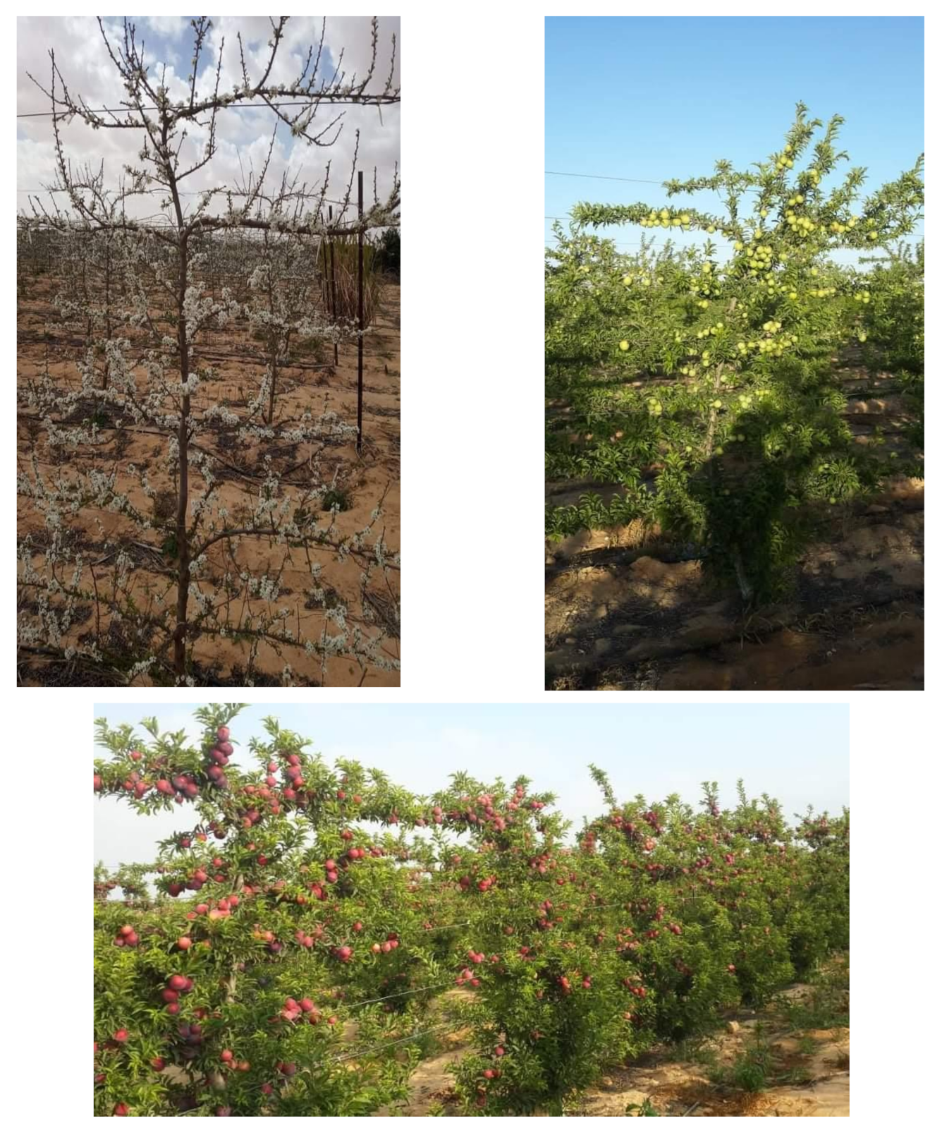 Agronomy | Free Full-Text | Deficit Irrigation to Enhance Fruit Quality of  the 'African Rose' Plum under the Egyptian Semi-Arid Conditions | HTML