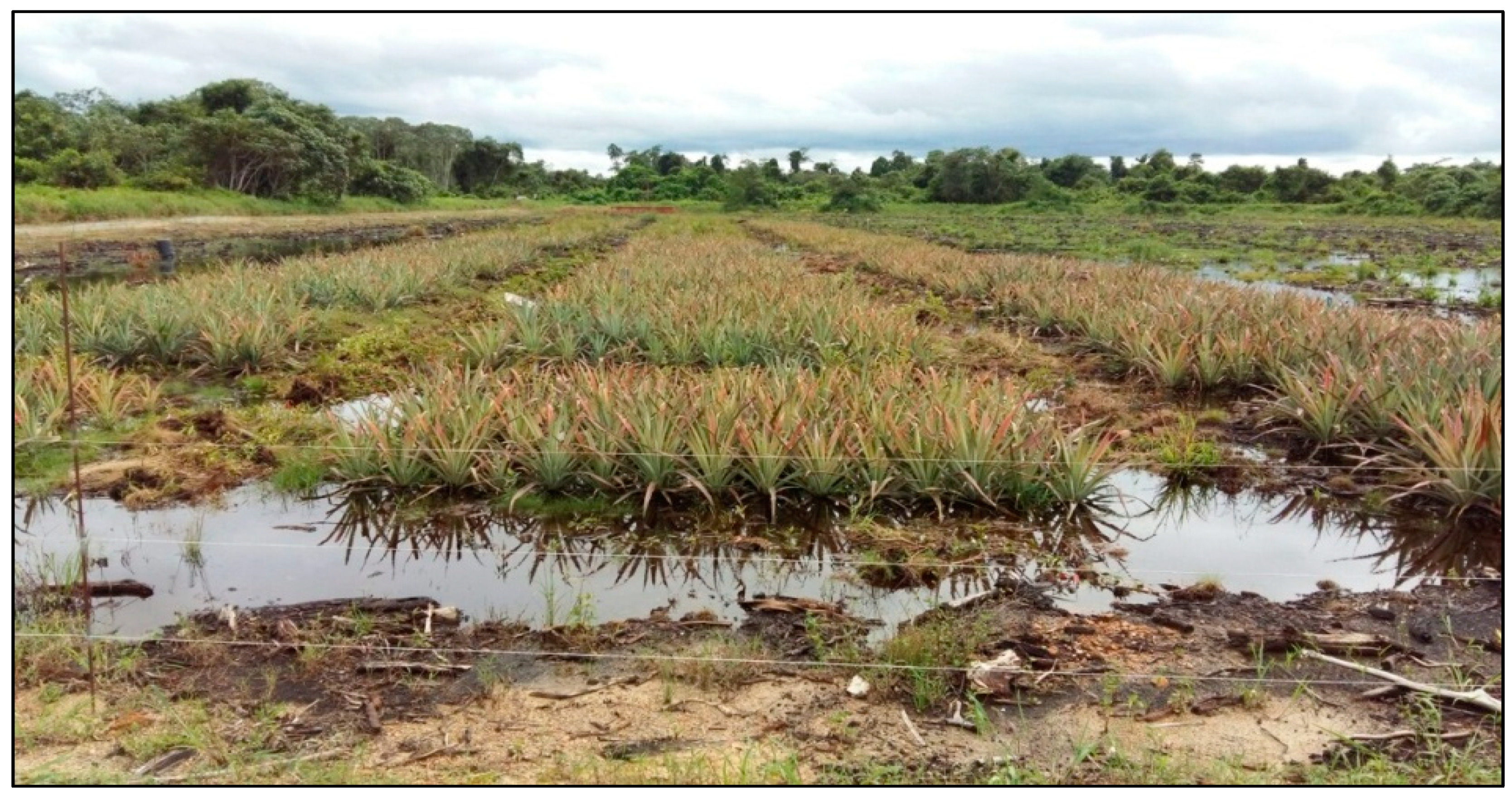 Agronomy 11 01448 g002