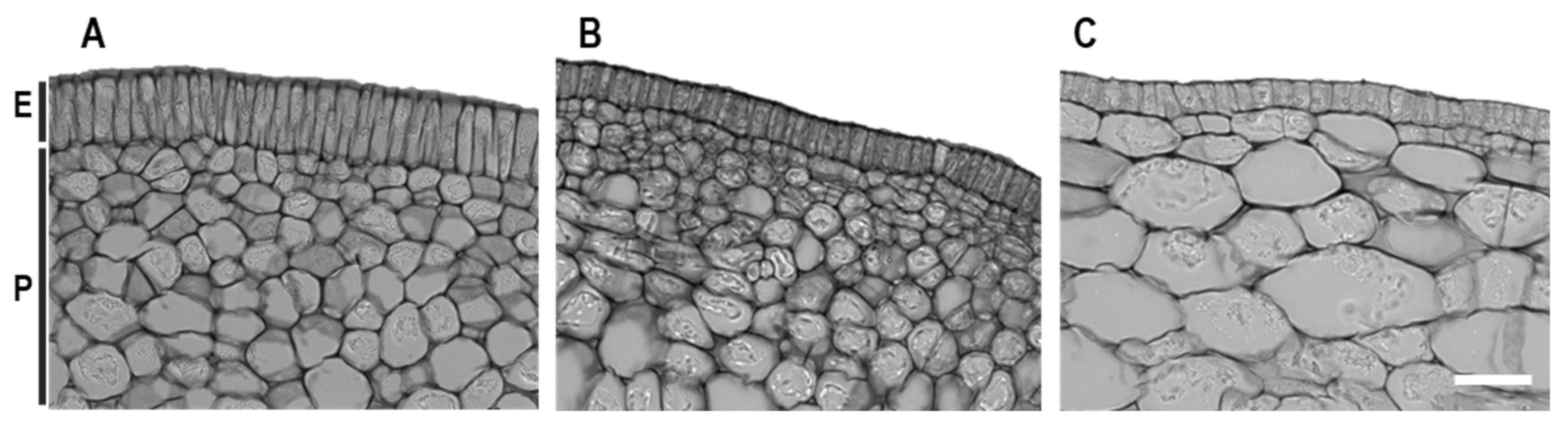 Agronomy 11 01451 g006 Agronomy 11 01451 g006
