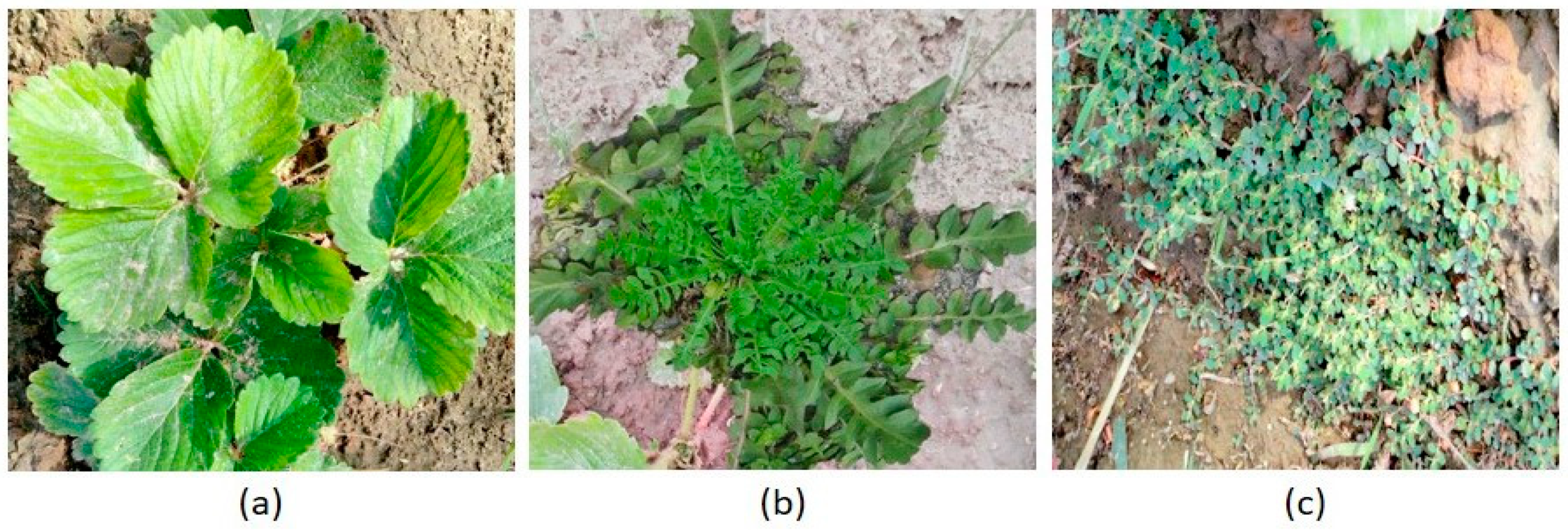 Agronomy 11 01480 g002