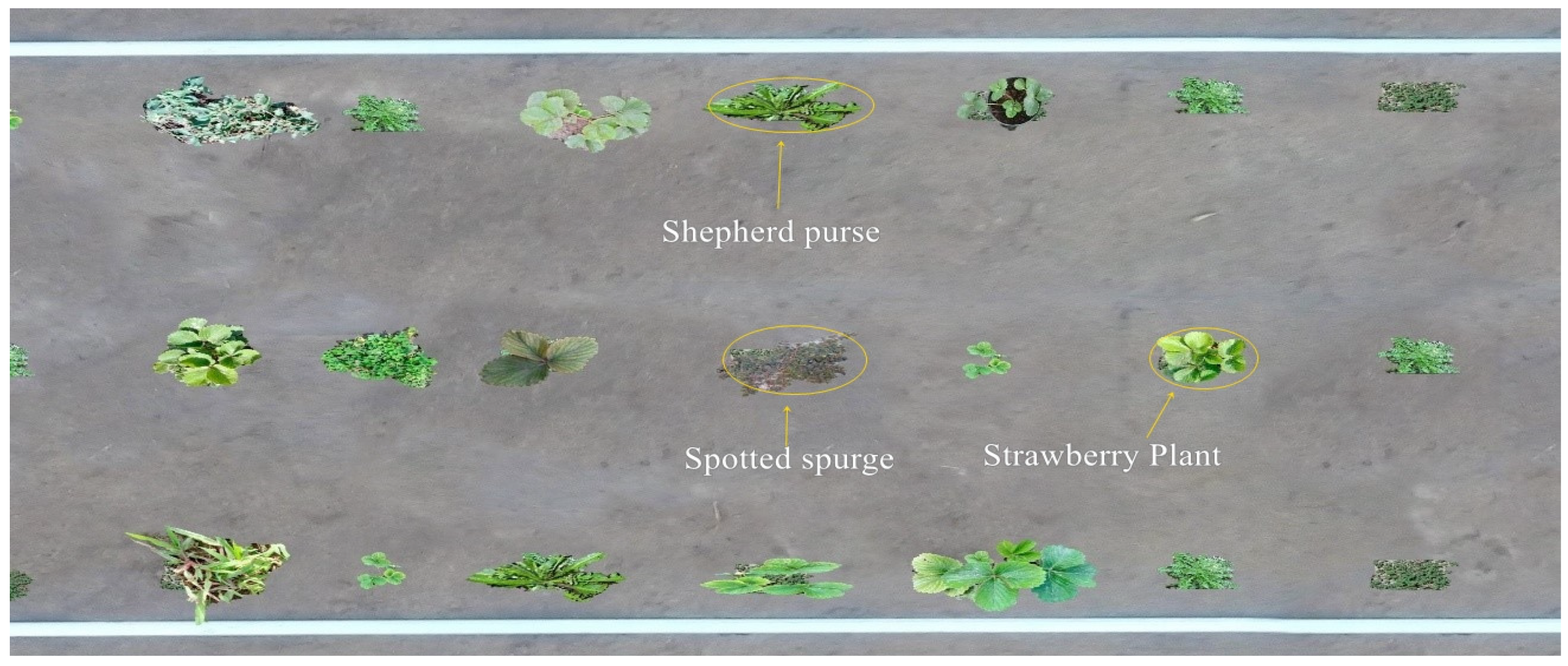 Agronomy 11 01480 g005