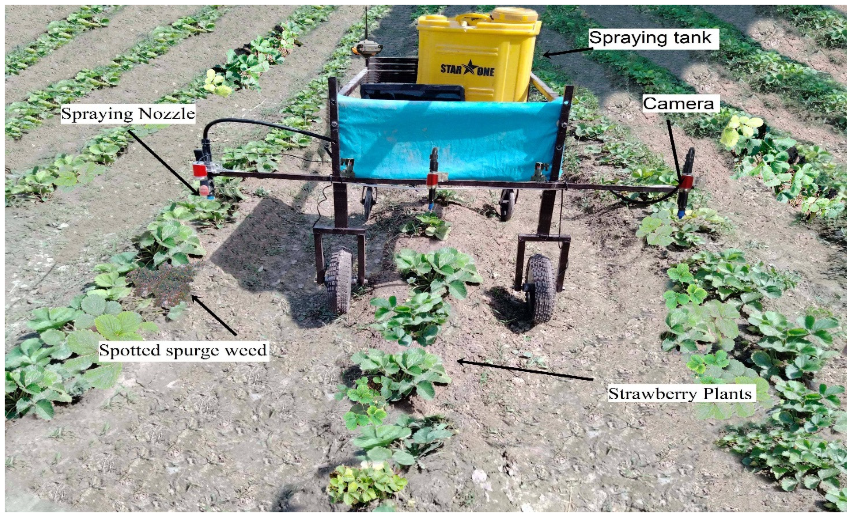 Agronomy | Free Full-Text | Development of Deep Learning-Based Variable Rate  Agrochemical Spraying System for Targeted Weeds Control in Strawberry Crop  | HTML