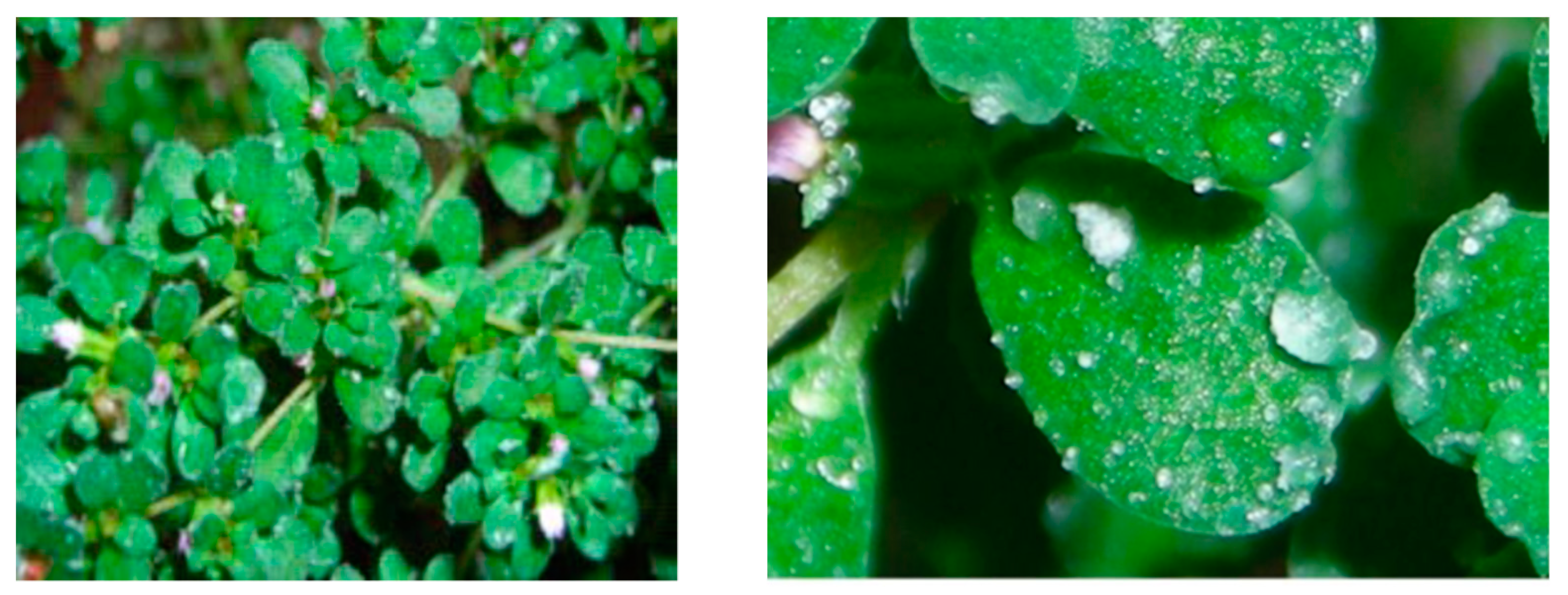 Agronomy 11 01515 g003 Agronomy 11 01515 g003