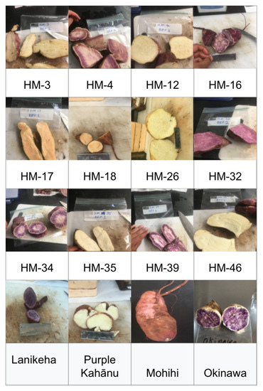 Agronomy | Free Full-Text | Evaluation of Hawaiian Heritage Sweet