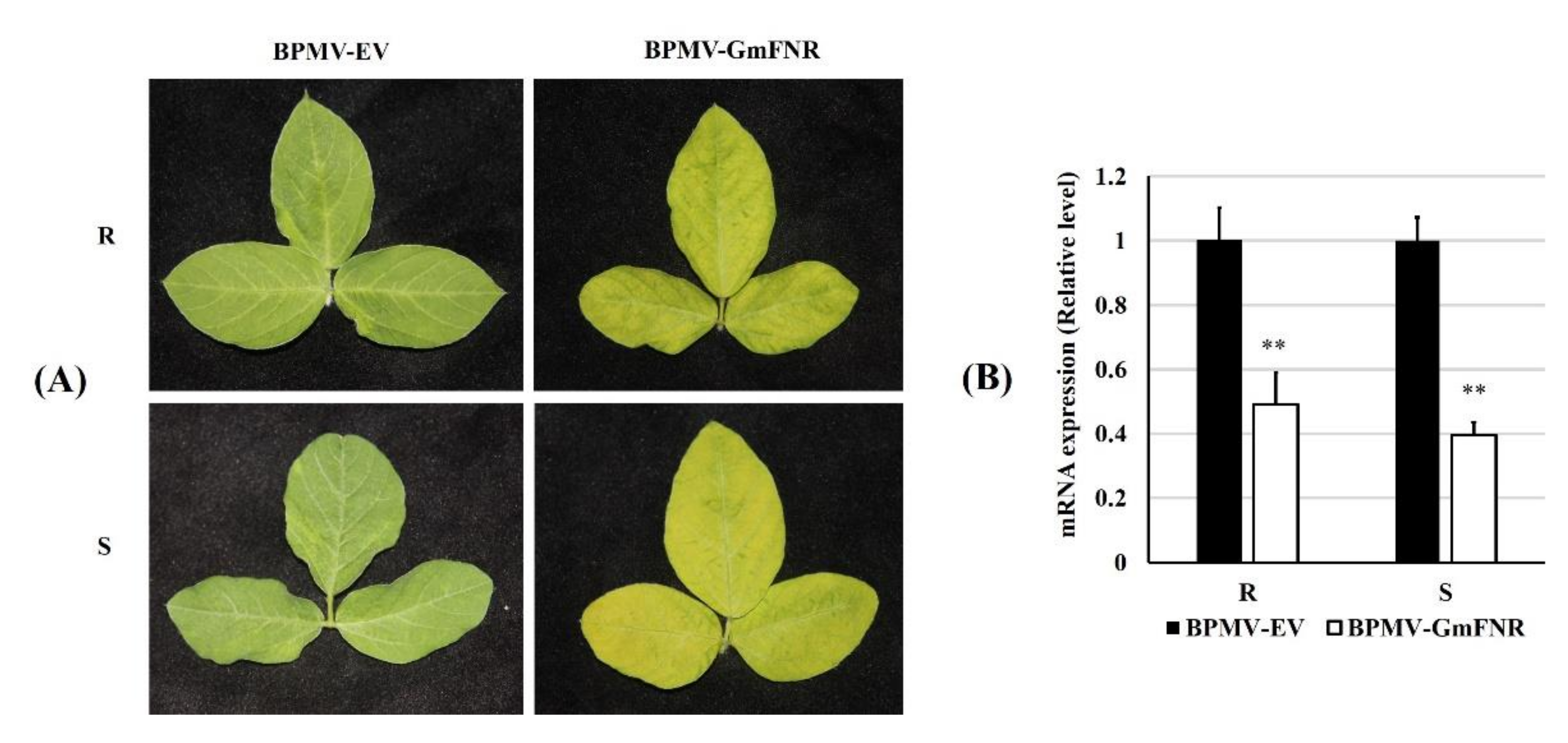 Agronomy 11 01592 g002