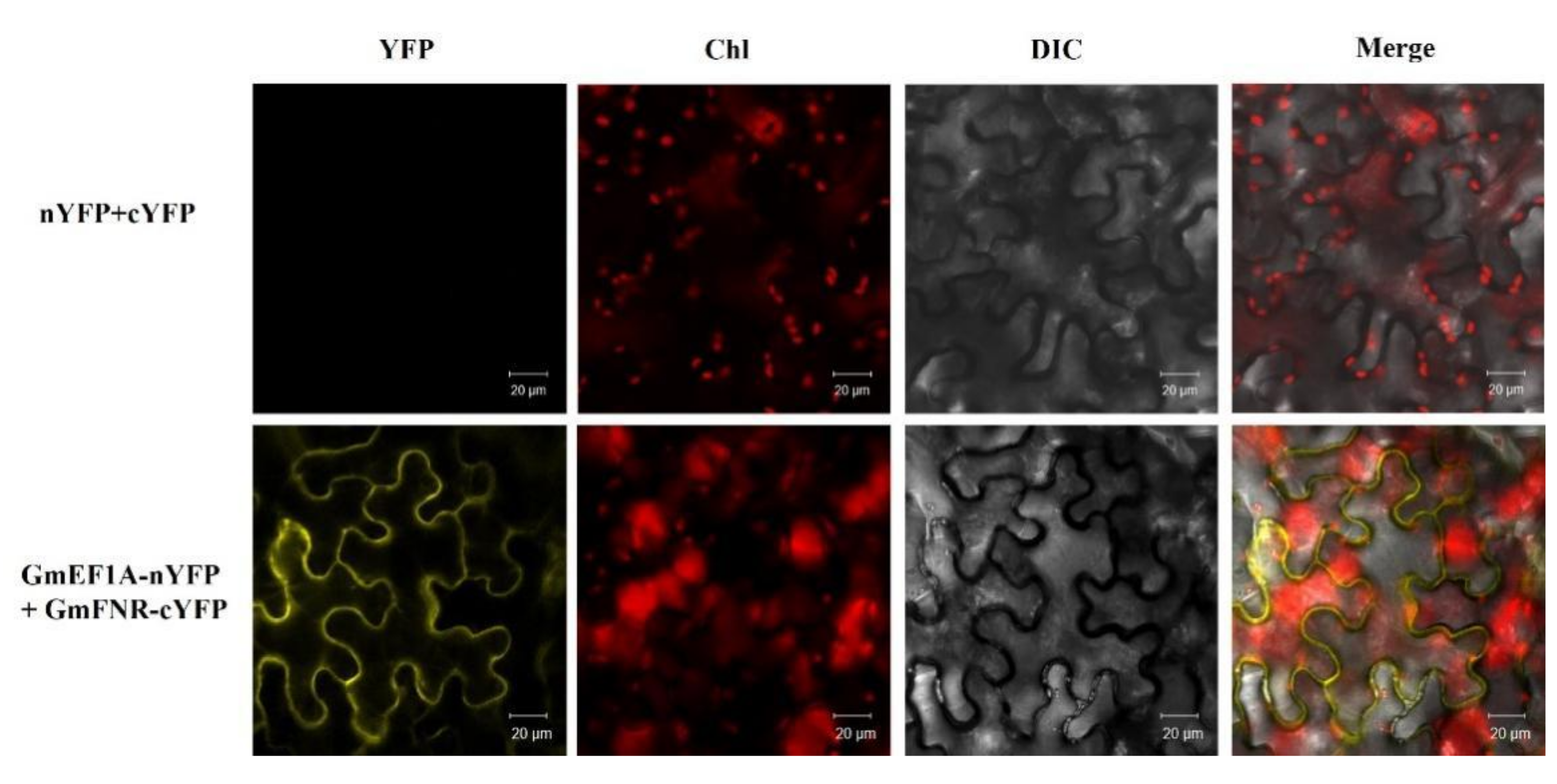 Agronomy 11 01592 g006