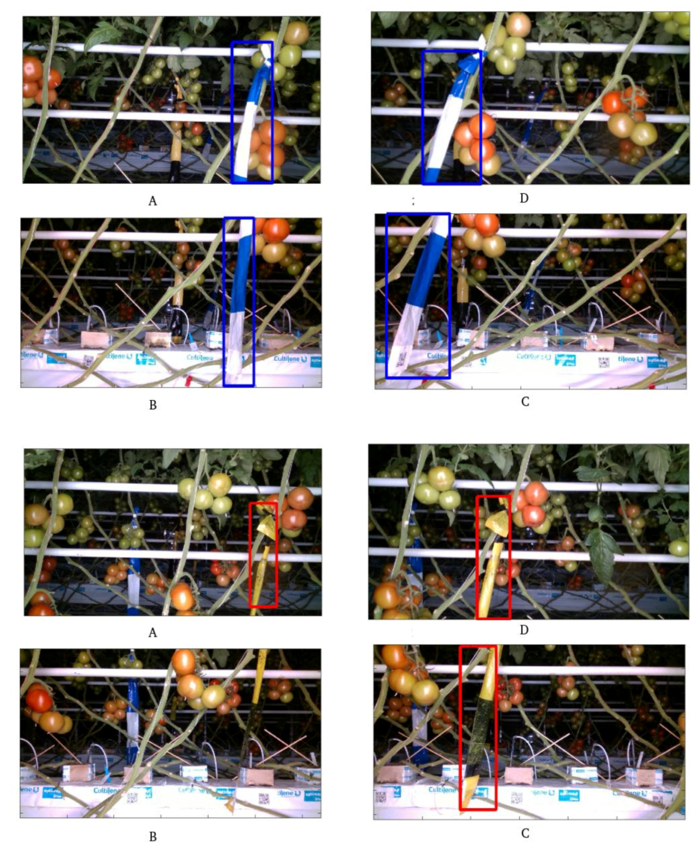 Agronomy 11 01599 g006