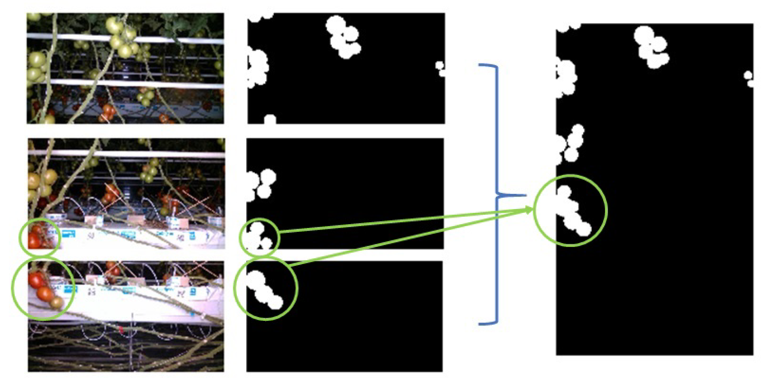 Agronomy 11 01599 g007