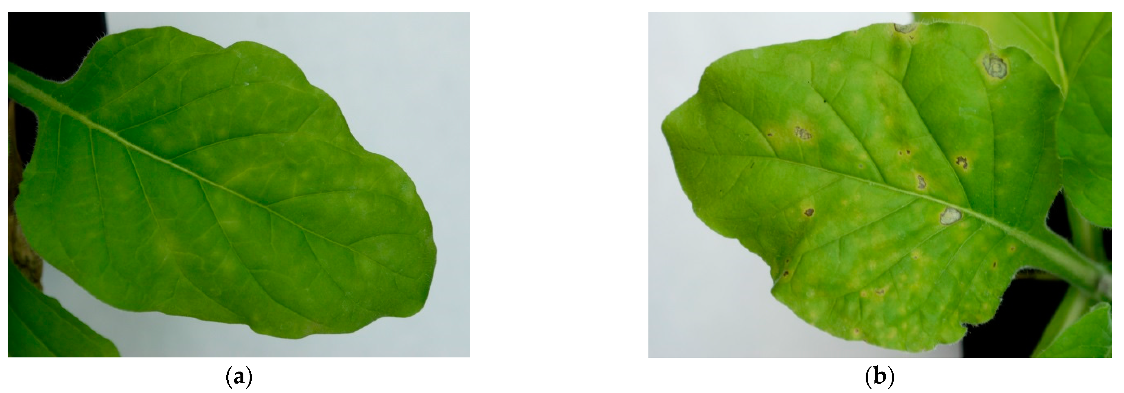 Agronomy 11 01617 g003a