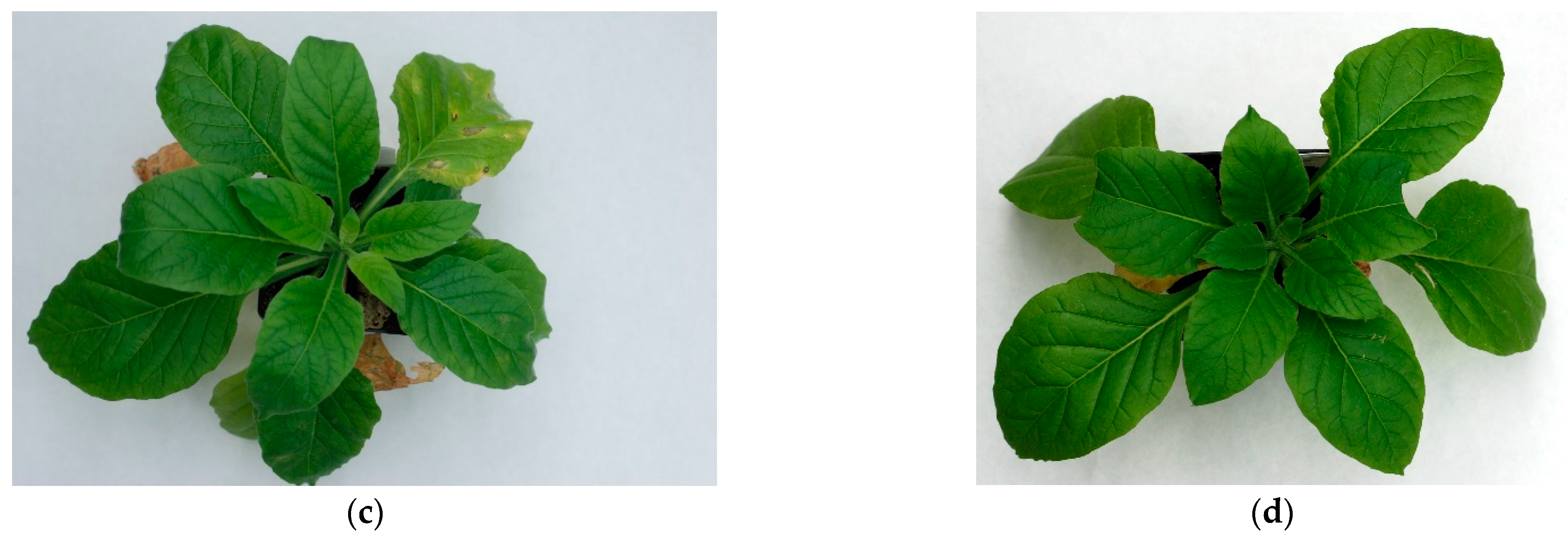 Agronomy 11 01617 g003b