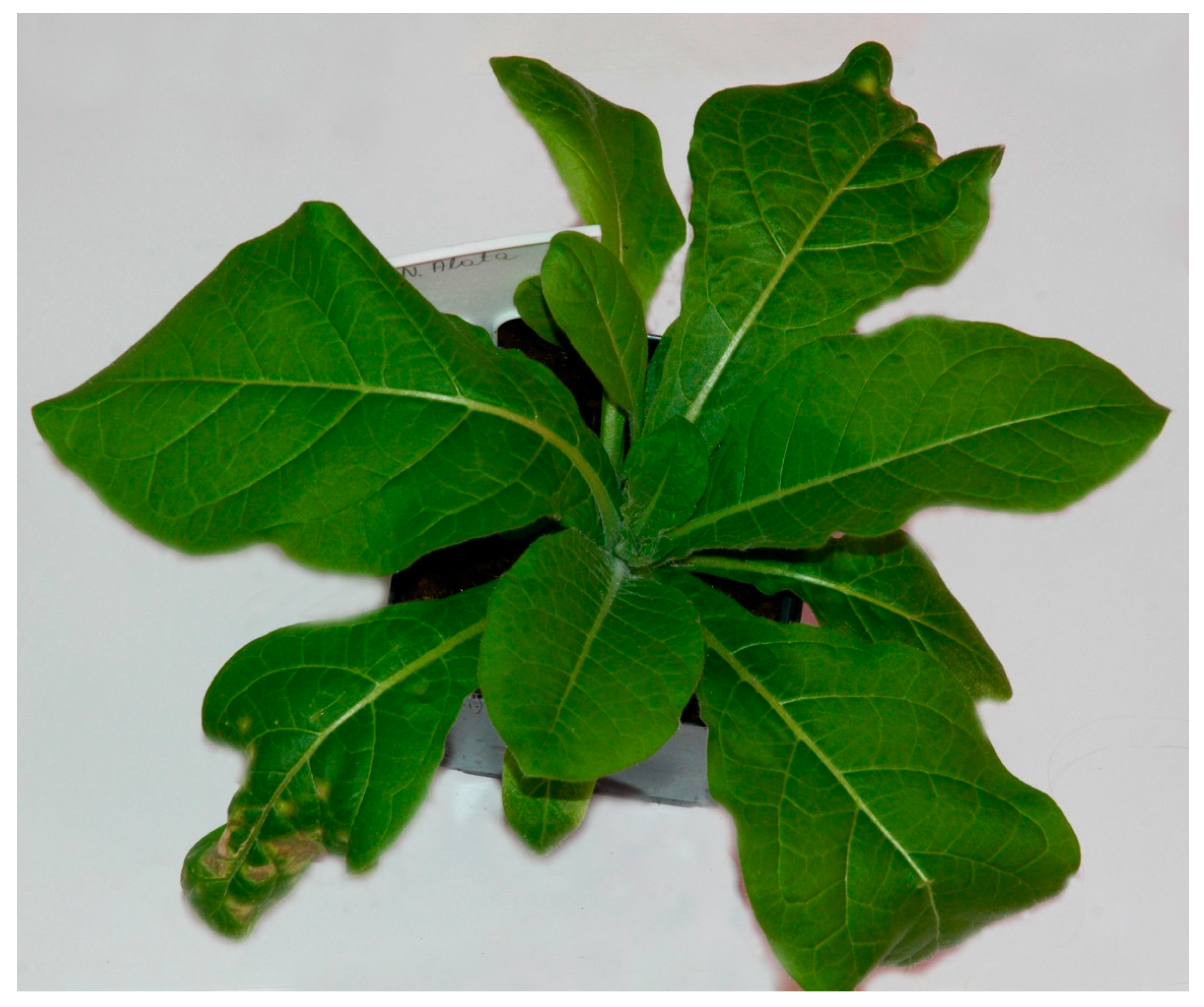 Agronomy 11 01617 g004