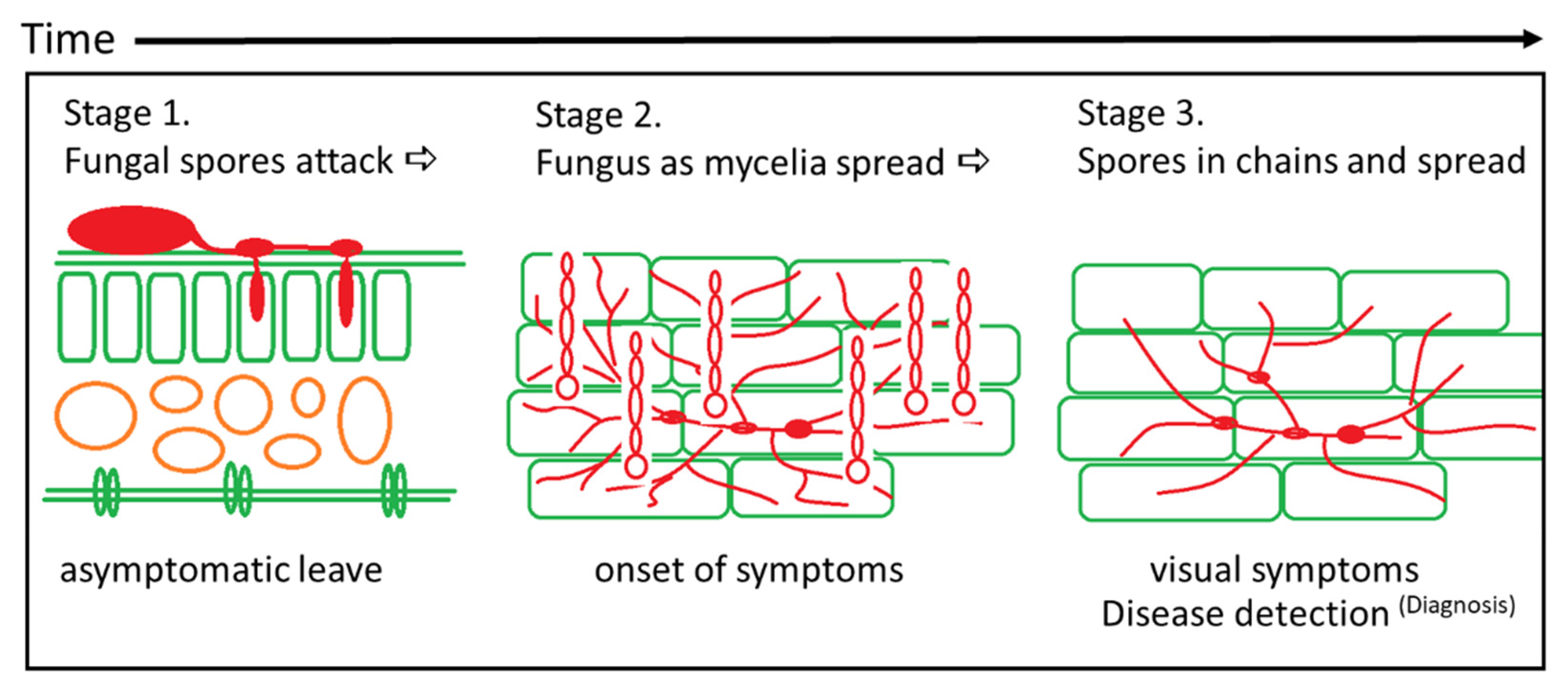 Agronomy 11 01682 g001