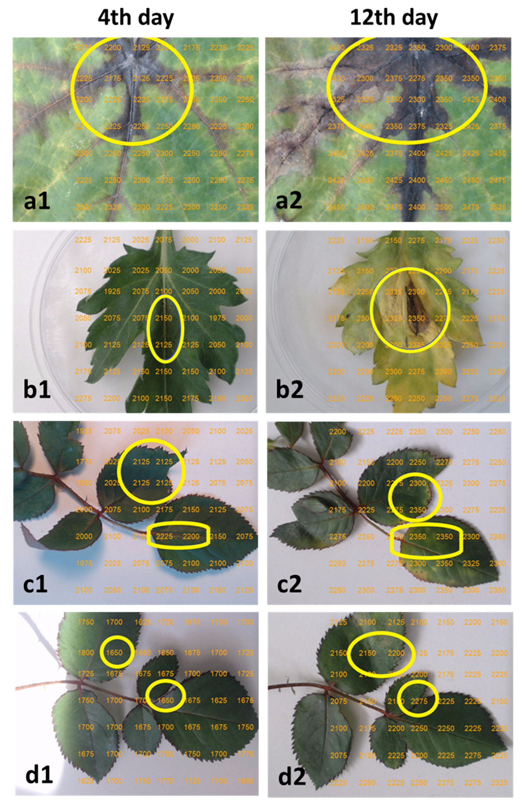 Agronomy 11 01682 g005