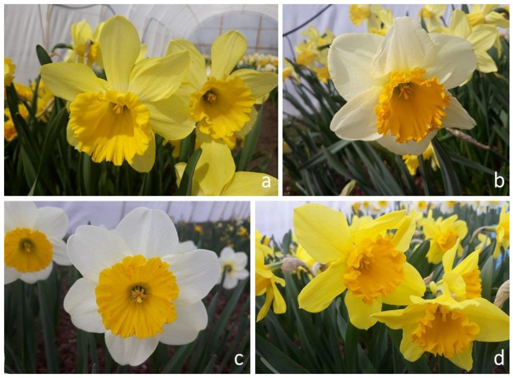 Daffodil Standards practices - Google My Maps