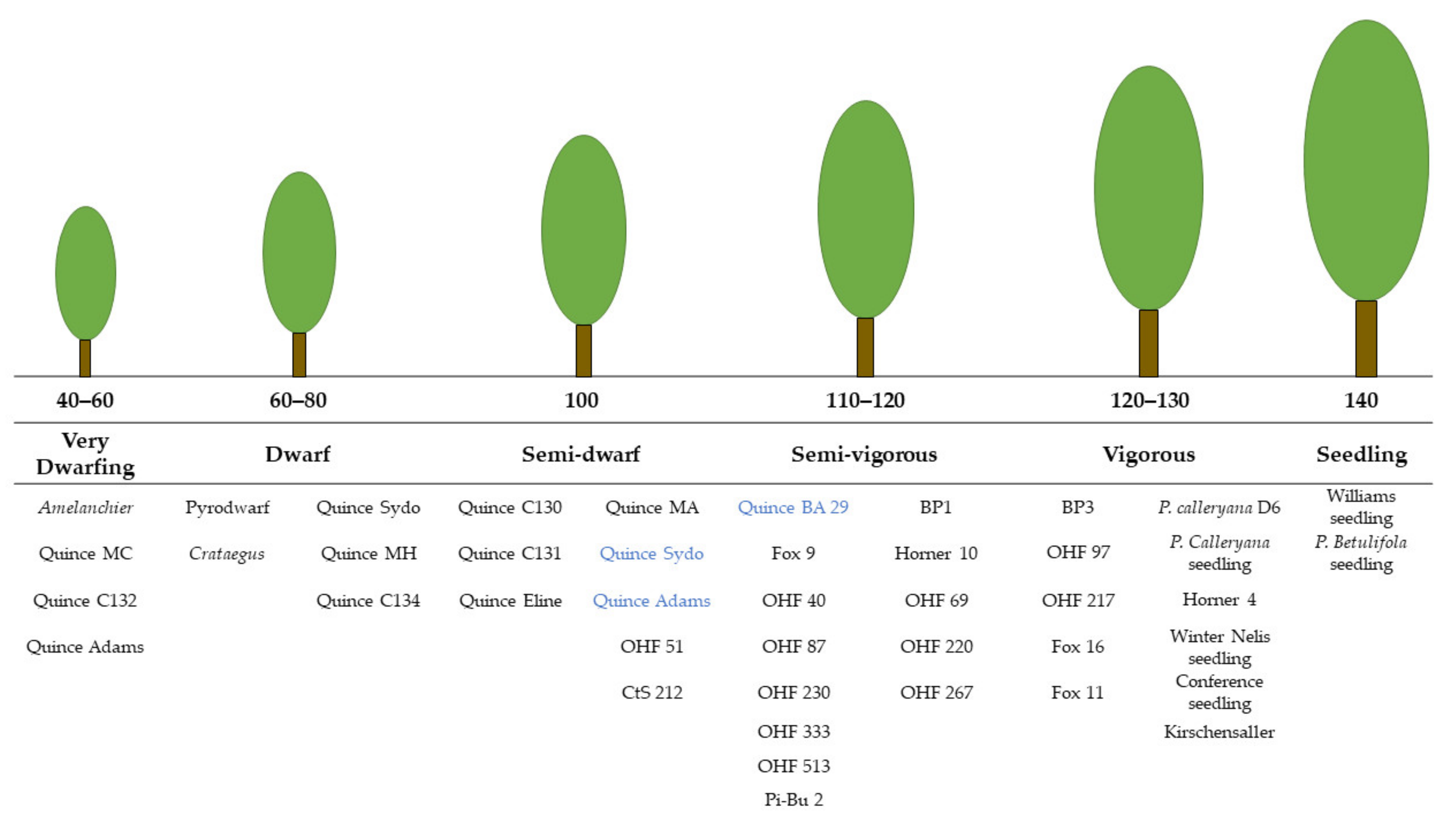Agronomy | Free Full-Text | Training Systems and Sustainable Orchard  Management for European Pear (Pyrus communis L.) in the Mediterranean Area:  A Review | HTML