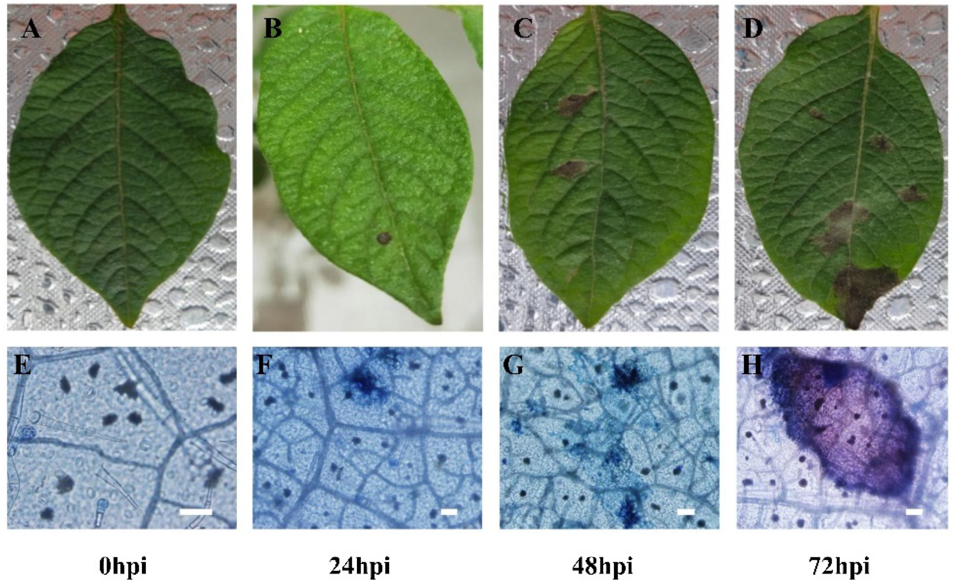 Agronomy 11 01919 g001