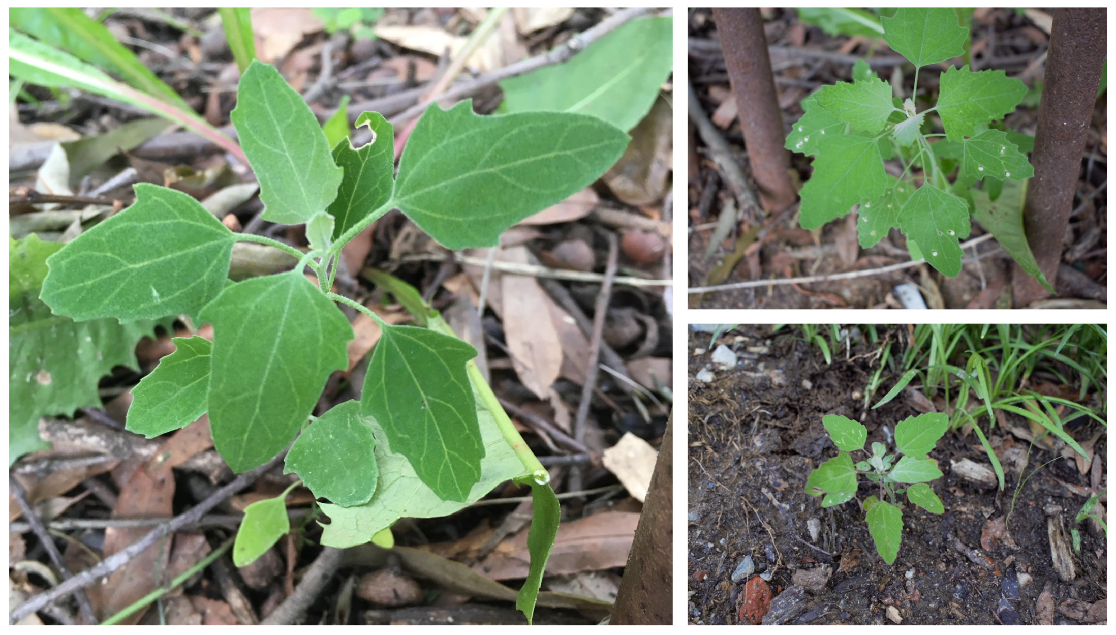 Agronomy 11 01951 g002