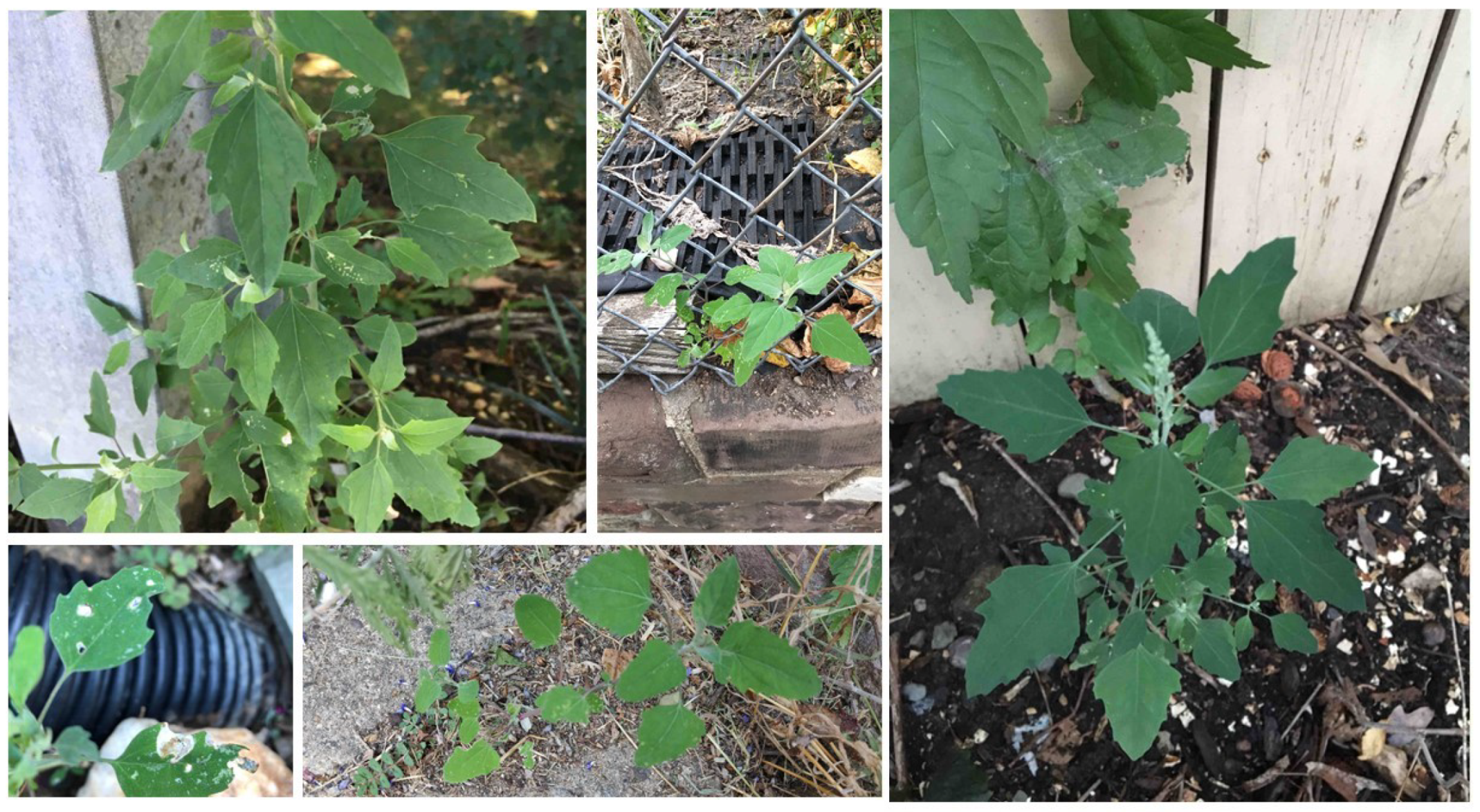 Agronomy 11 01951 g011