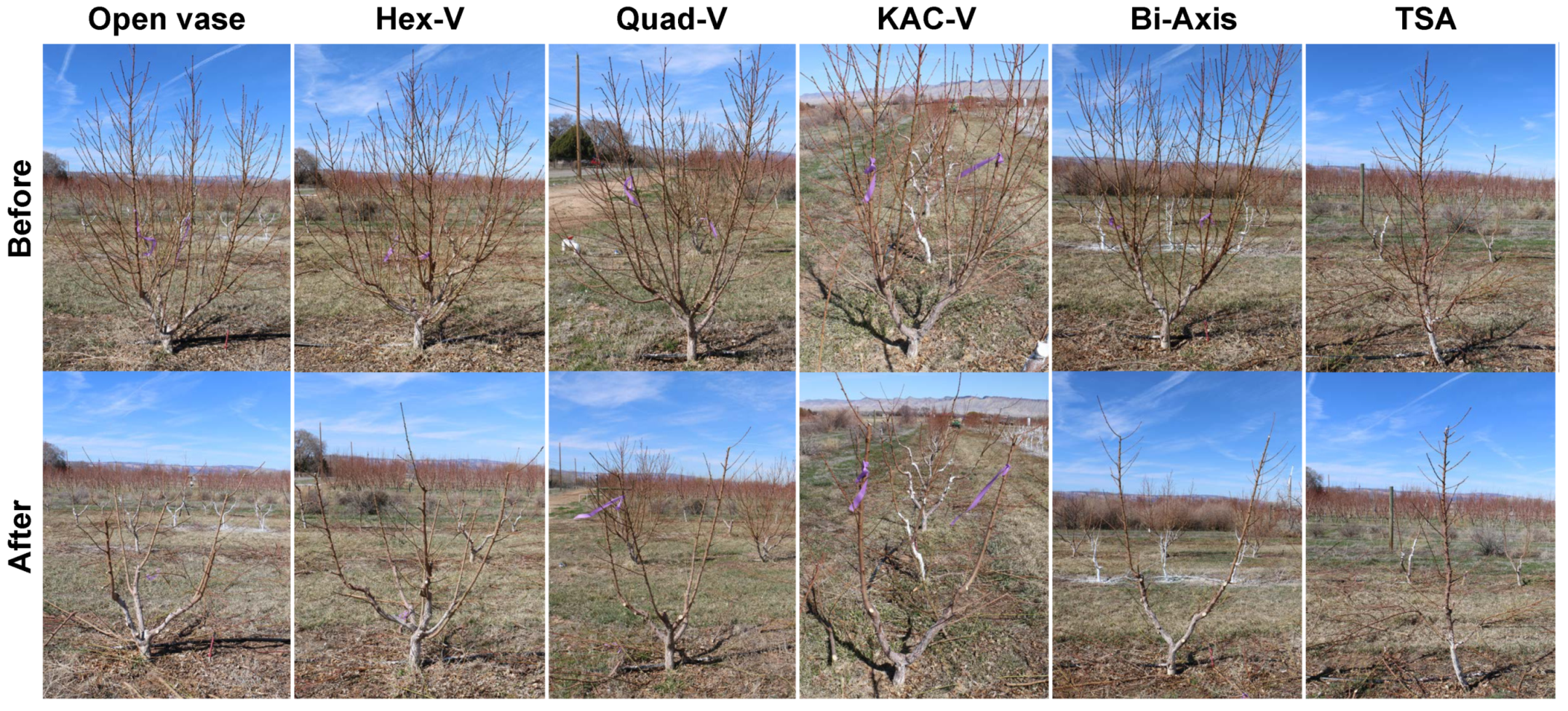 Honeycrisp Apple on G.935 - Cummins Nursery - Fruit Trees, Scions