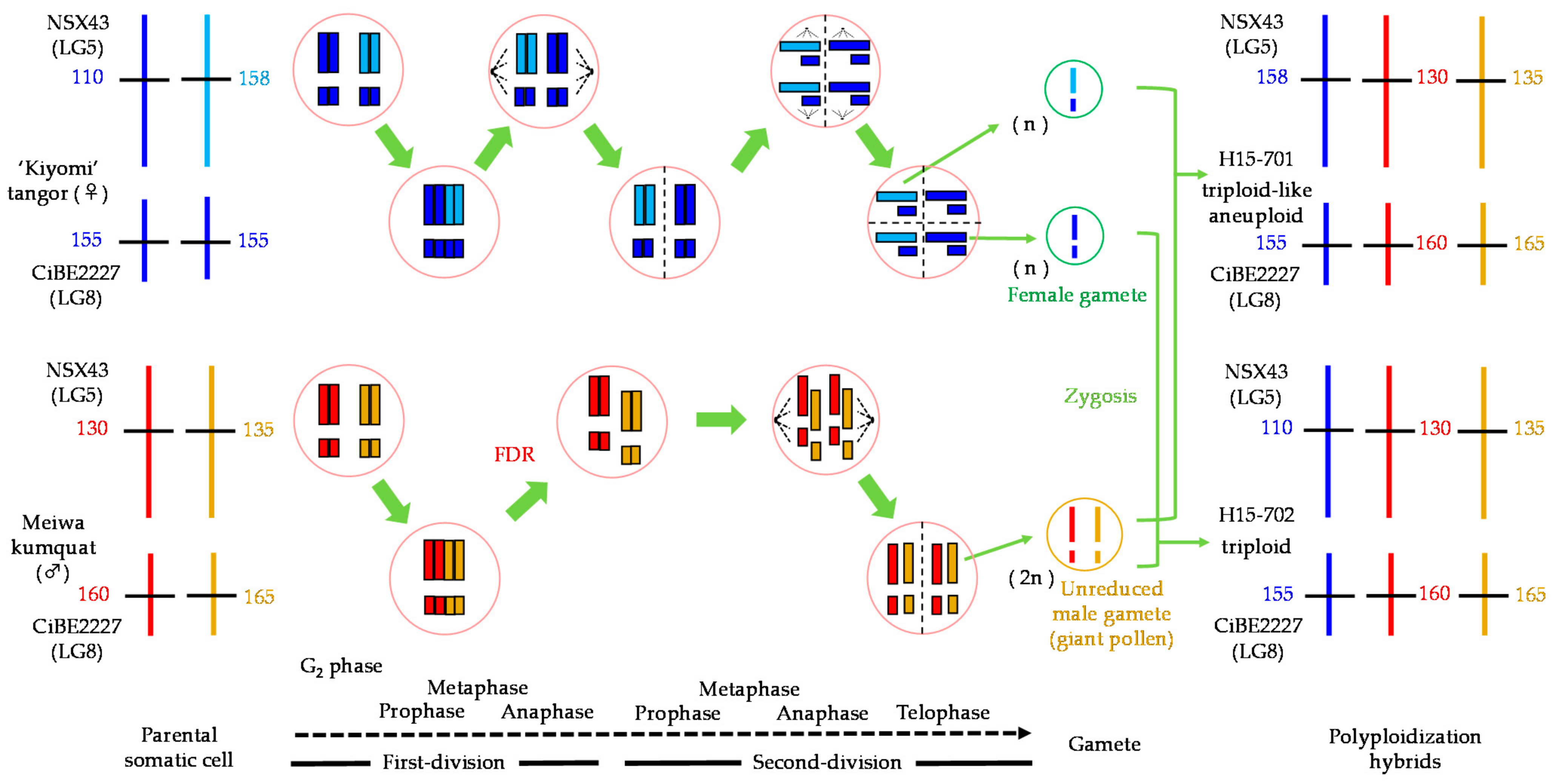 Agronomy 11 01988 g005 Agronomy 11 01988 g005
