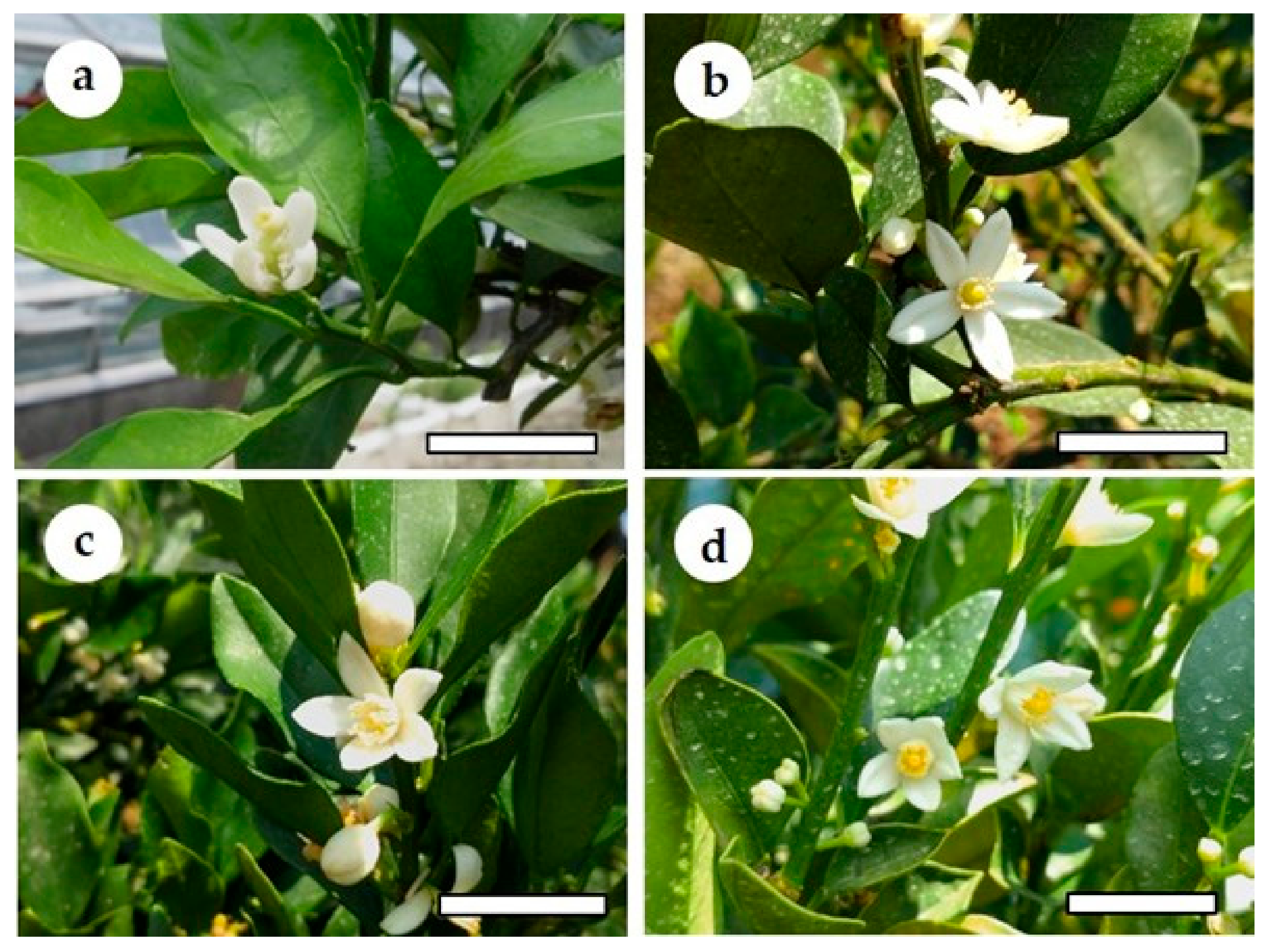 Agronomy 11 01988 g008 Agronomy 11 01988 g008