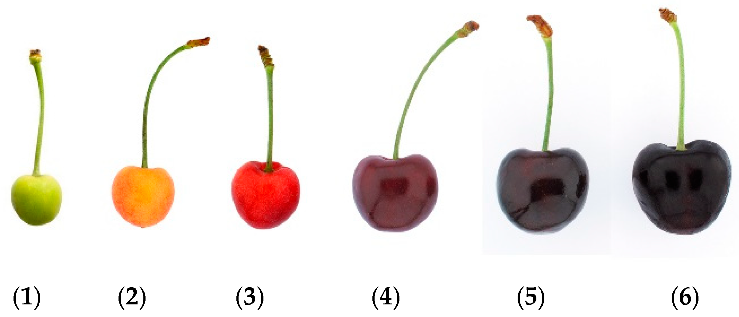 Compound Interest: The chemistry of sweet and sour cherries