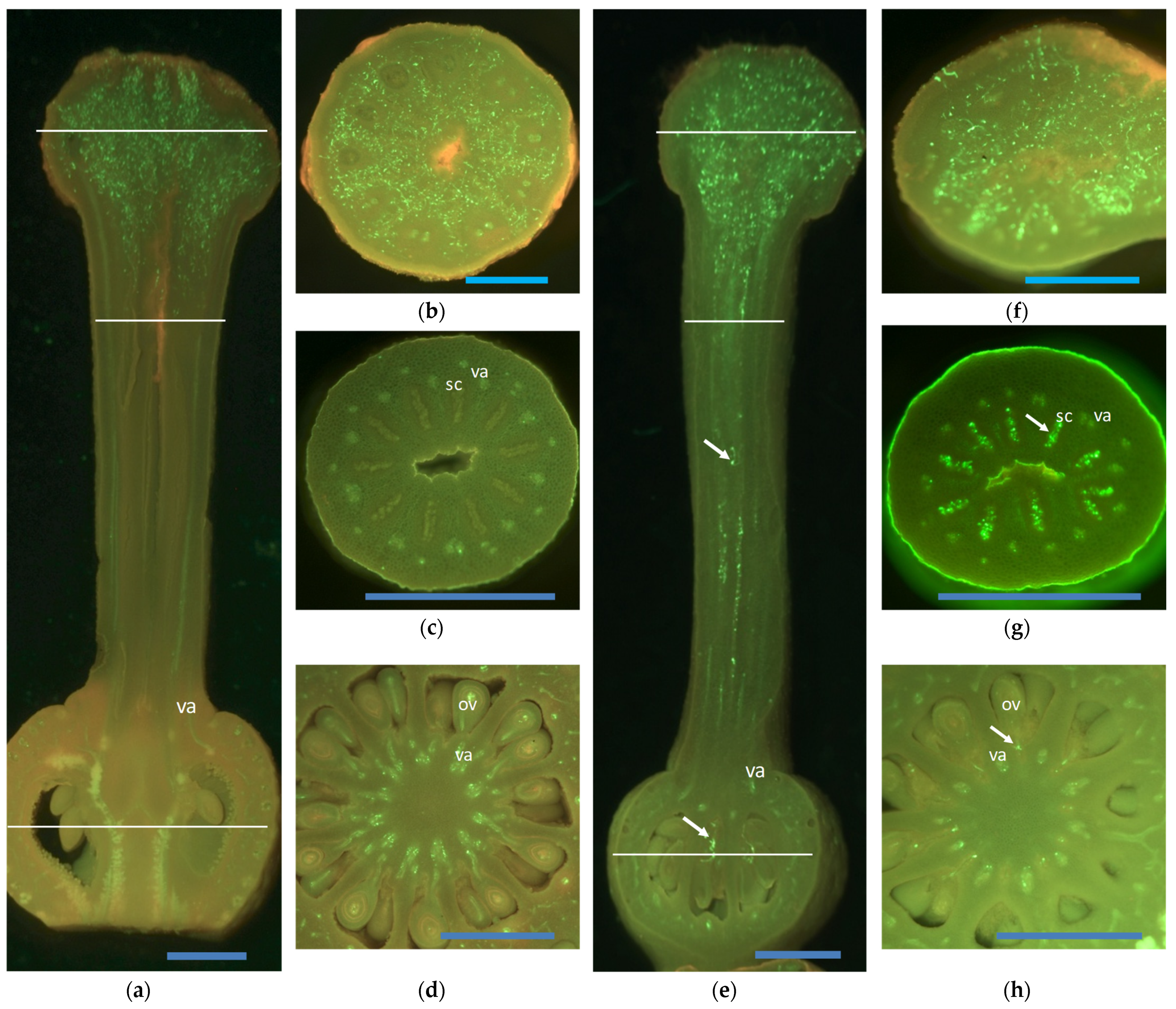 Agronomy 11 02023 g001