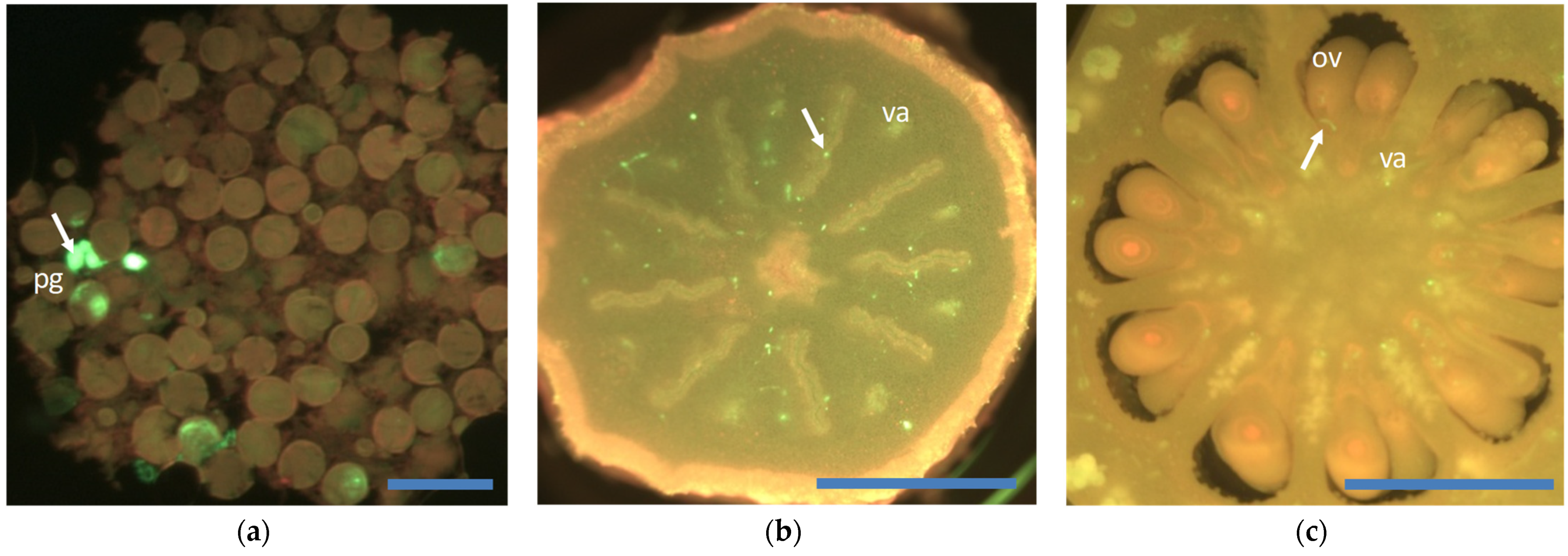 Agronomy 11 02023 g003