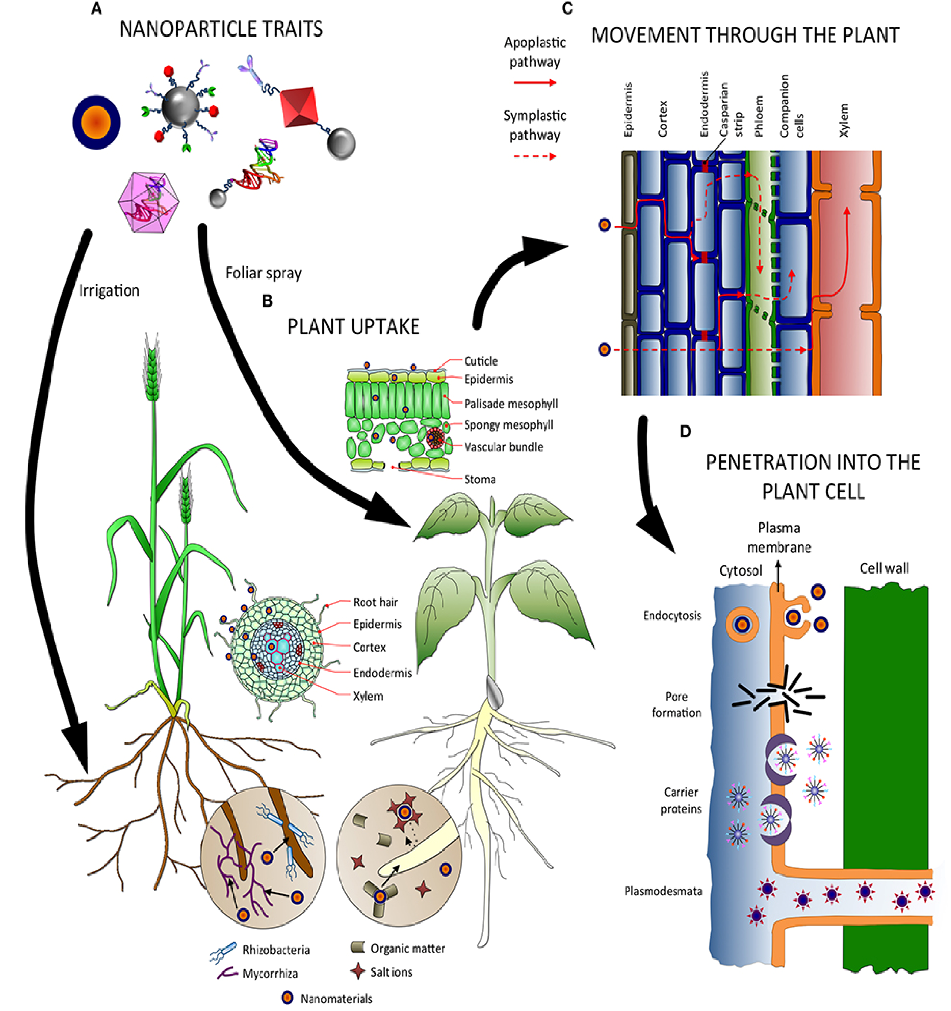 Plant impact. Nanoparticles in Plant. Plant Cell. Статистика растений in vitro. Nanoparticles in Soil.