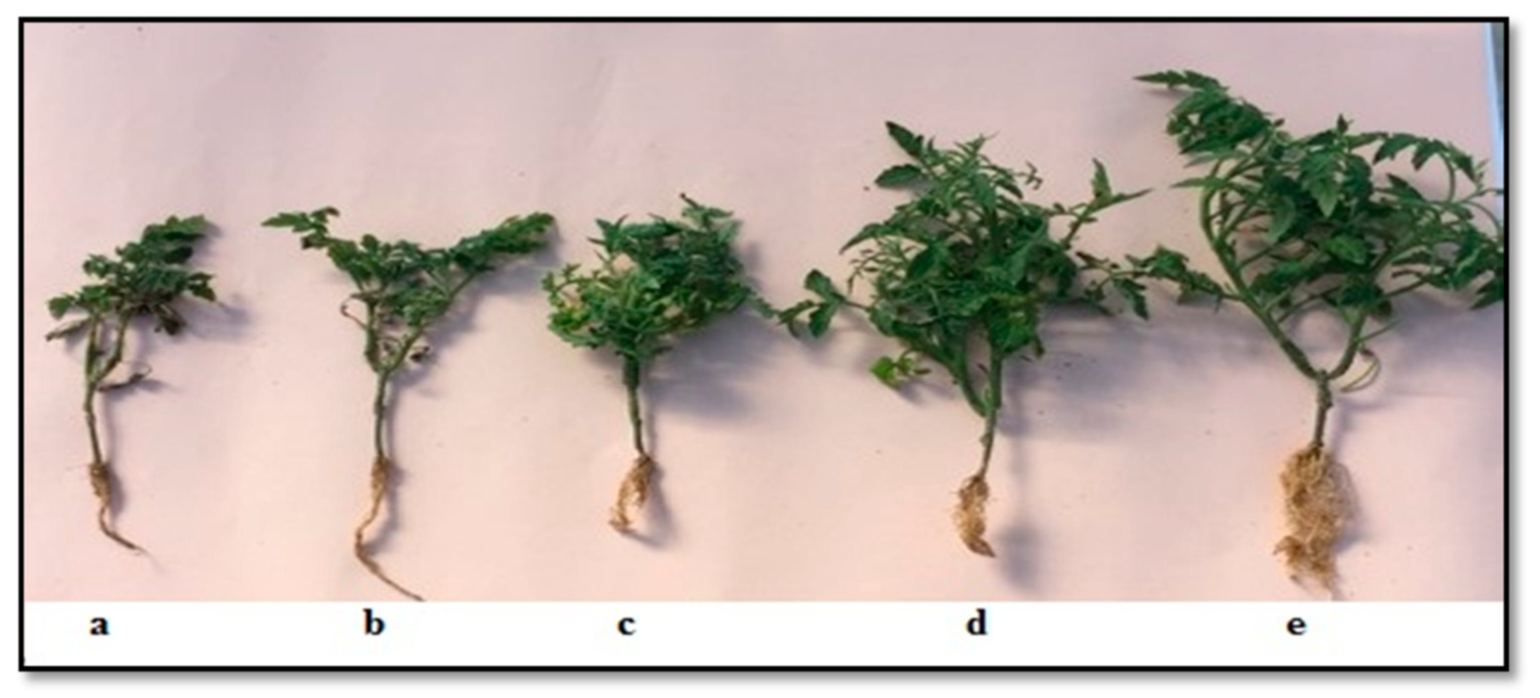 Agronomy 11 02074 g003