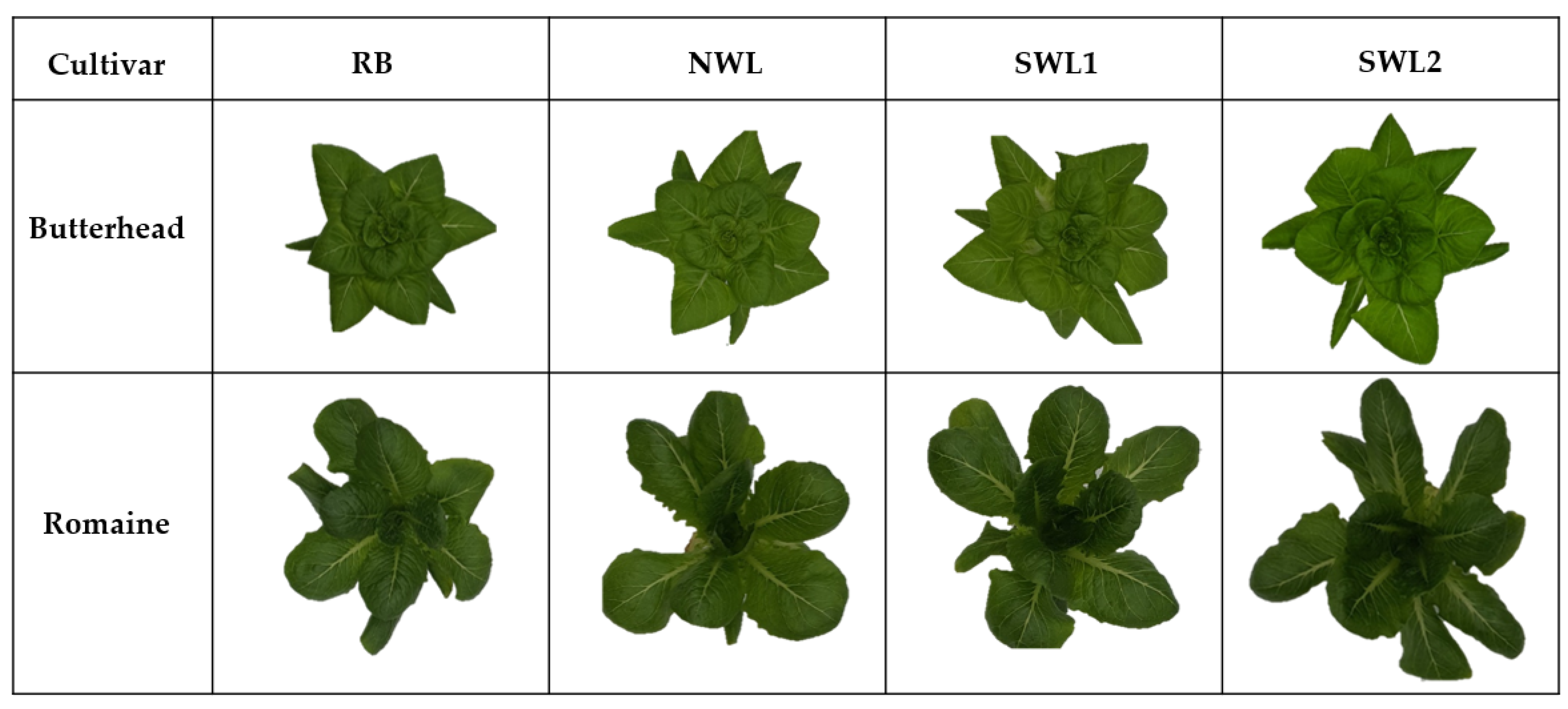 Agronomy 11 02111 g002