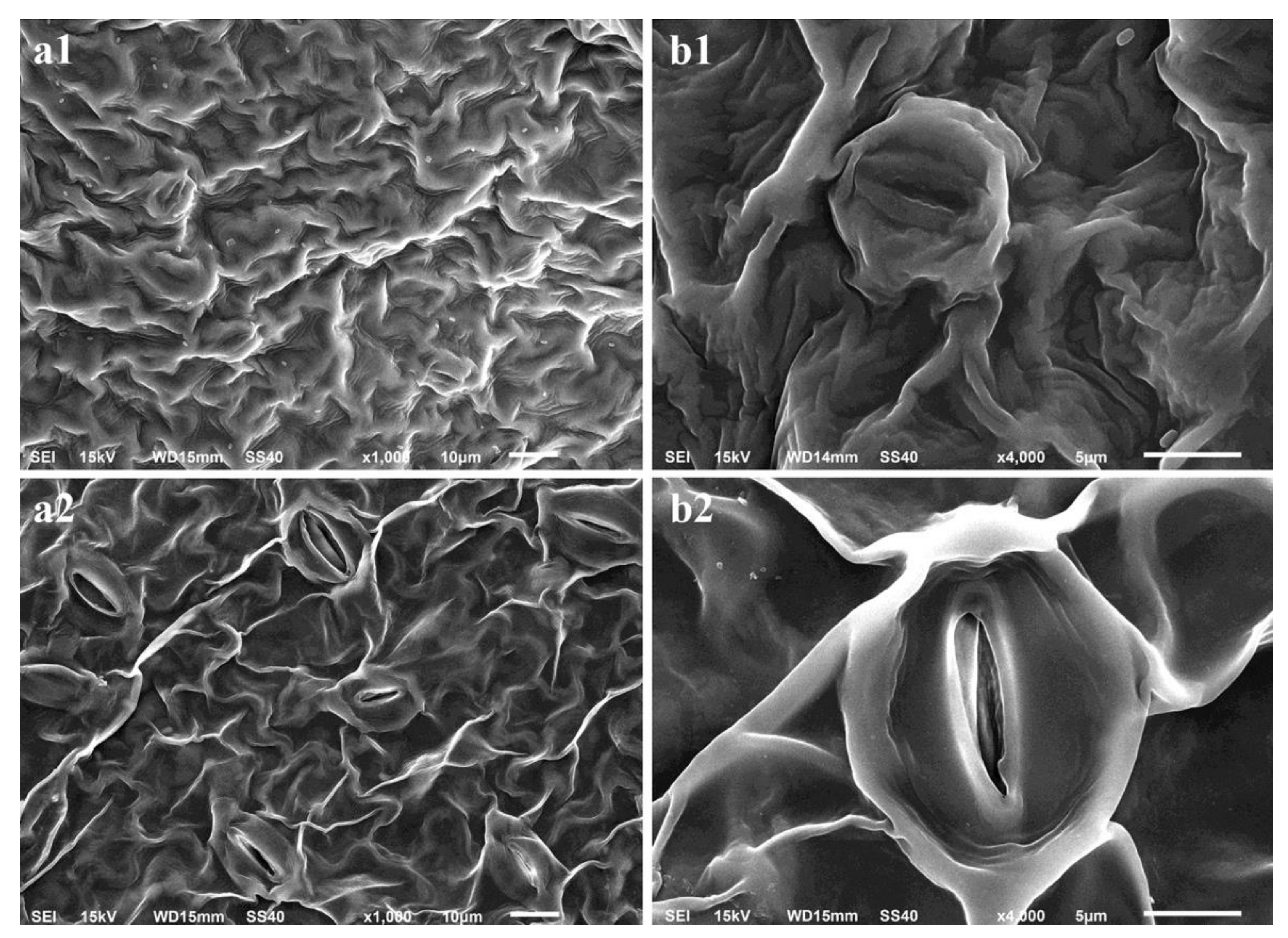 Agronomy 11 02164 g004 Agronomy 11 02164 g004
