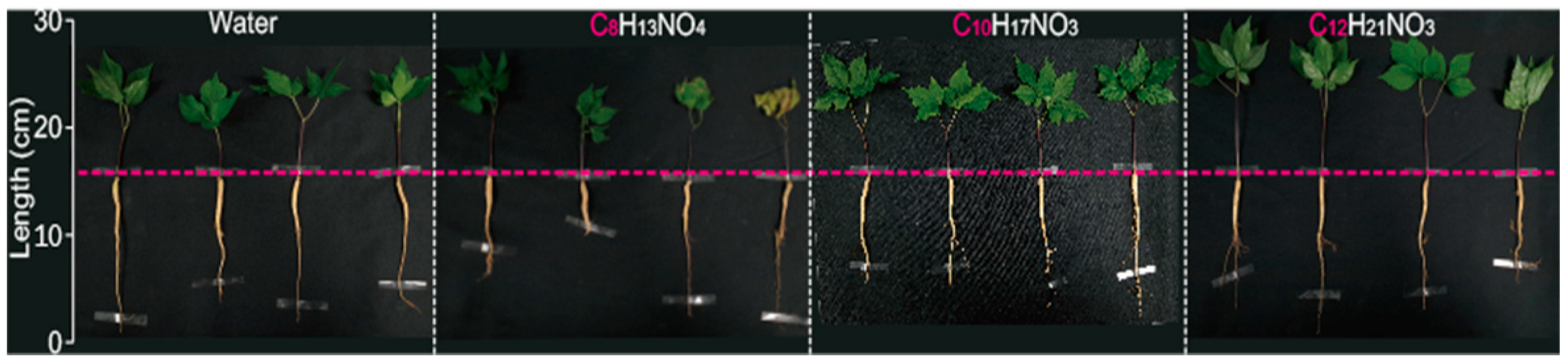 Agronomy 11 02177 g001