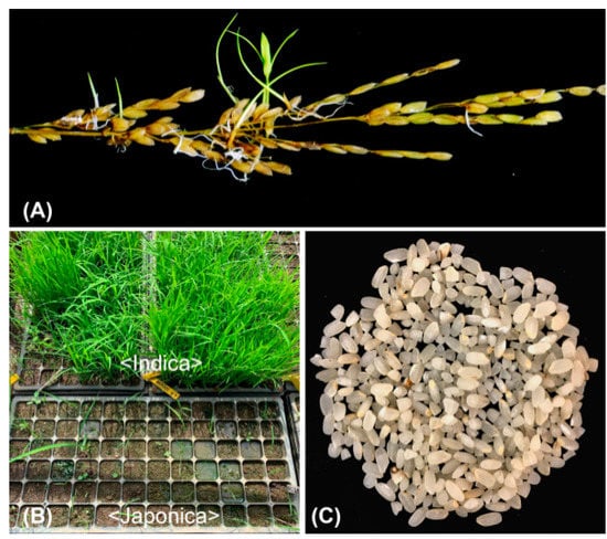 Landraces of temperate japonica rice have superior alleles for