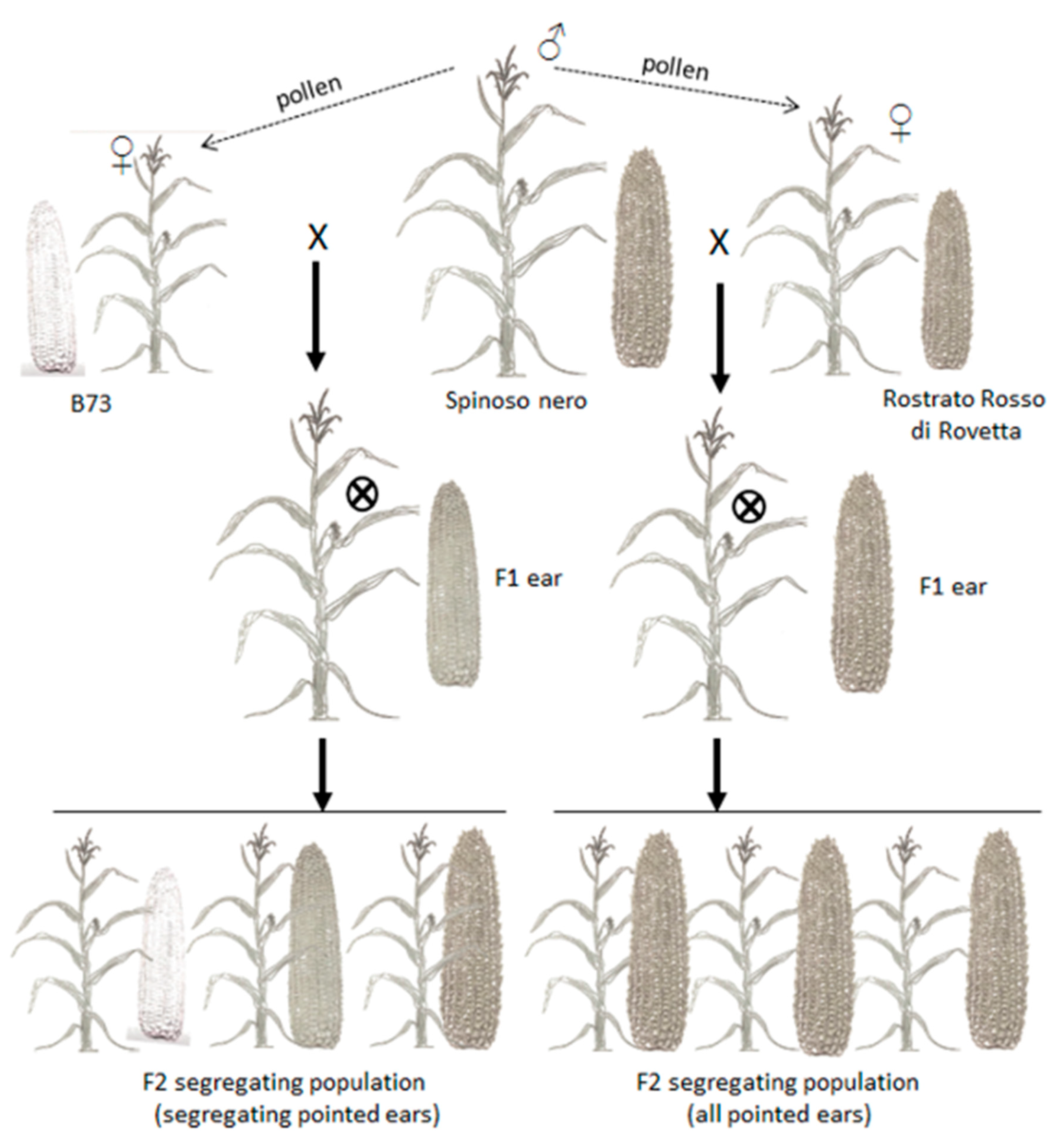 Agronomy | Free Full-Text | The Ancient Varieties of Mountain Maize: The  Inheritance of the Pointed Character and Its Effect on the Natural Drying  Process