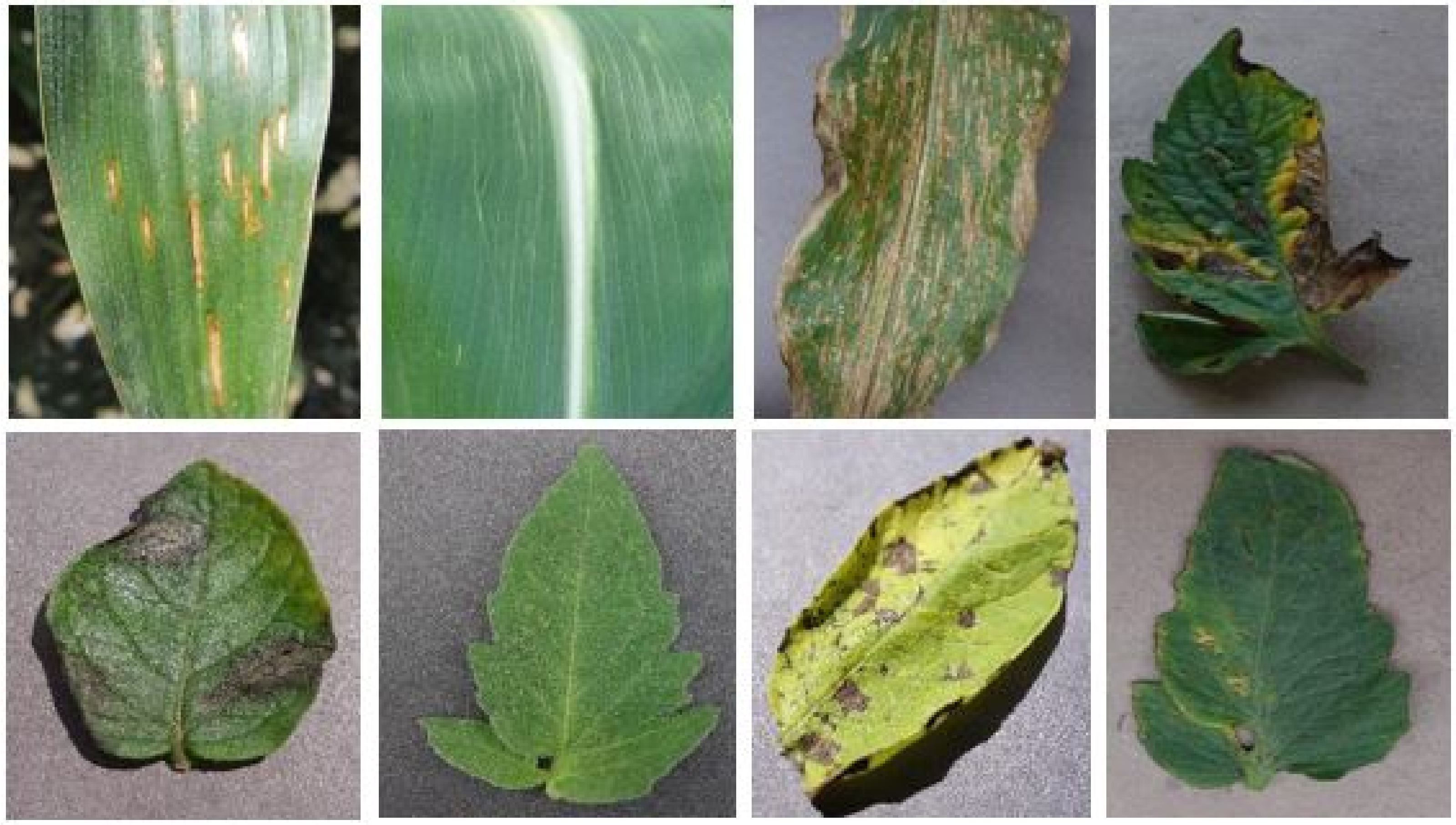 Agronomy 11 02388 g004