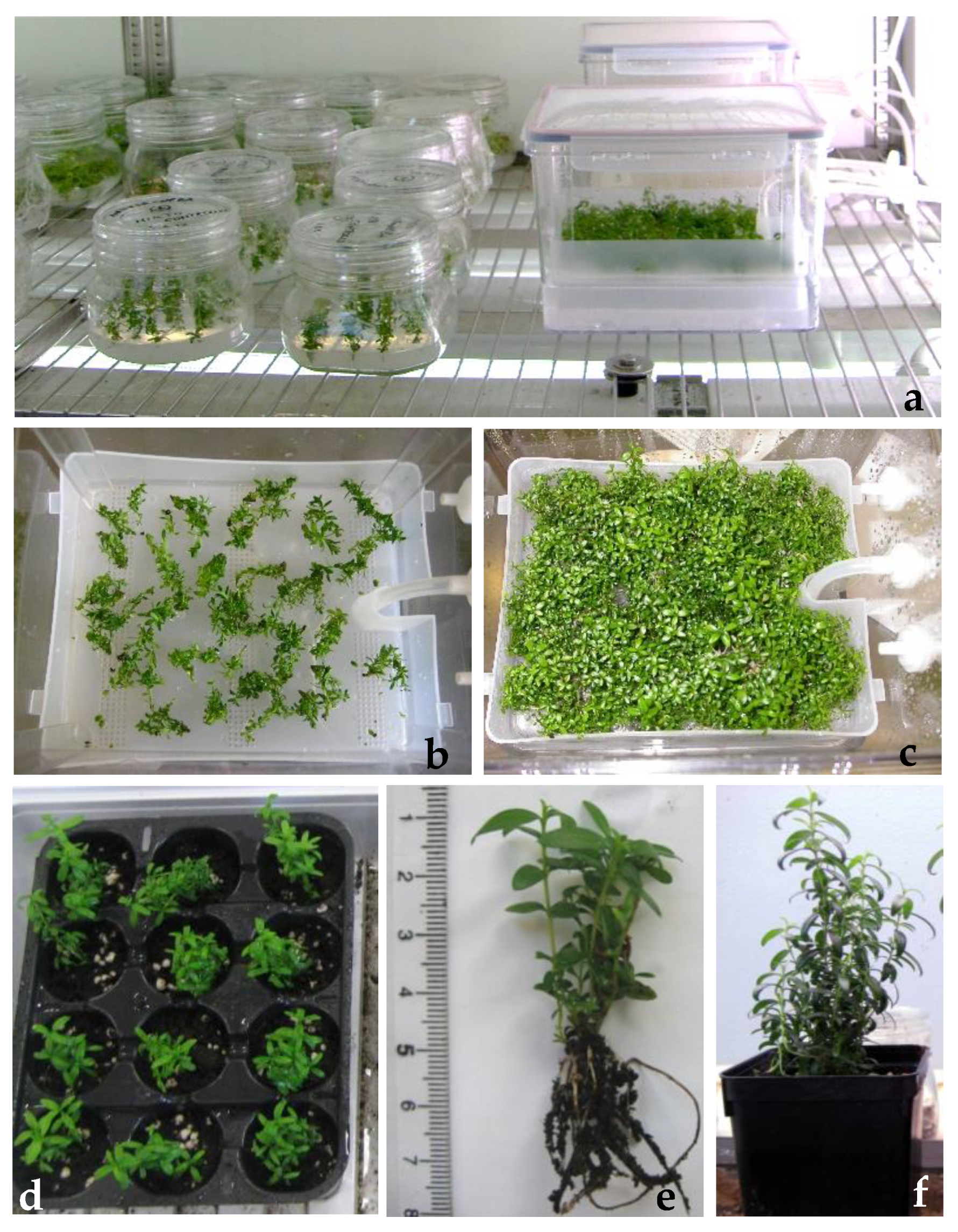 Agronomy 11 02414 g004